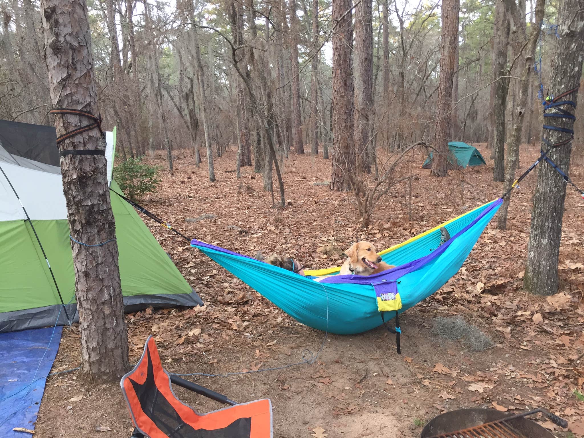 Camper submitted image from Poinsett State Park Campground - 4