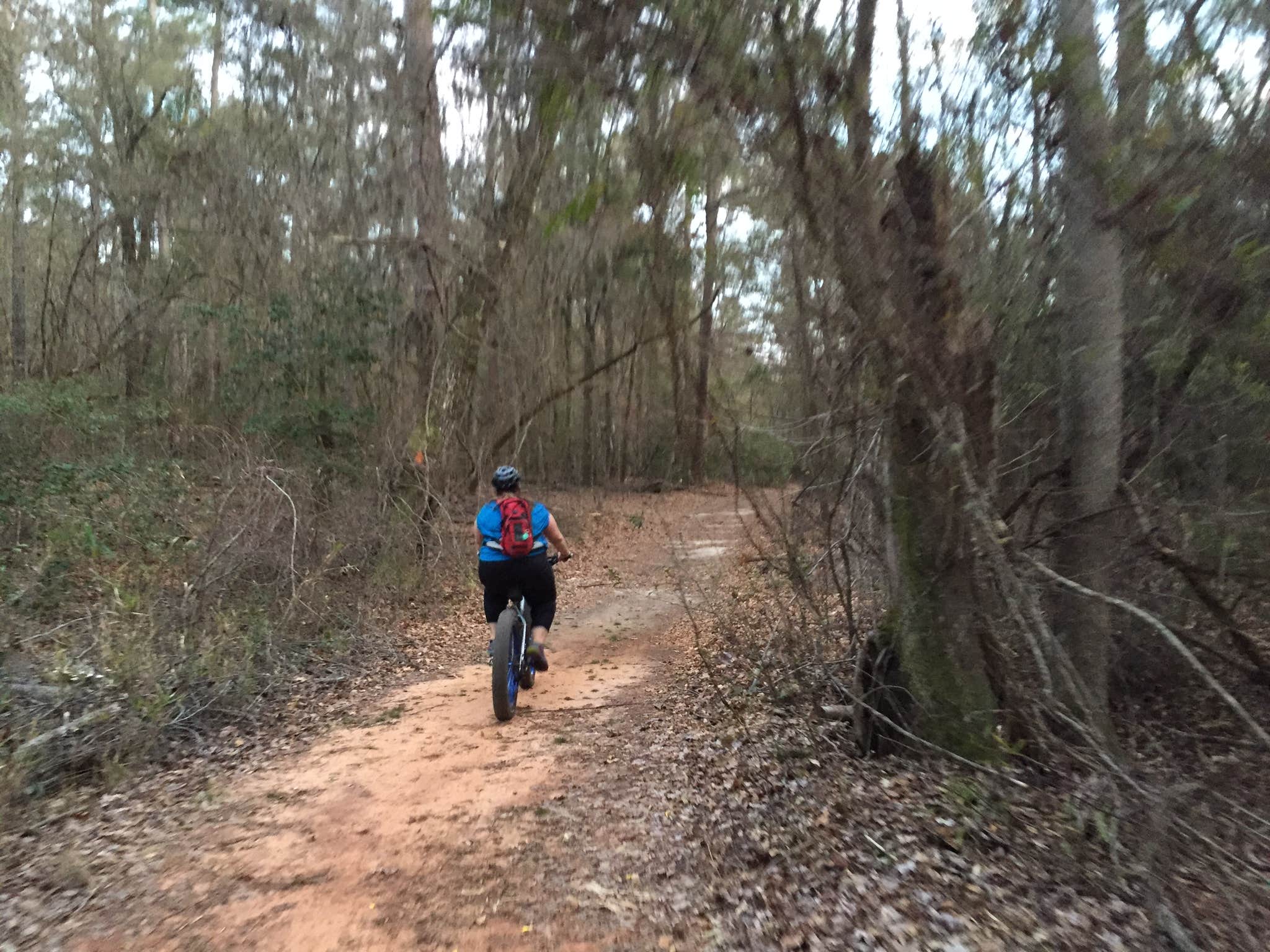 Camper submitted image from Poinsett State Park Campground - 3