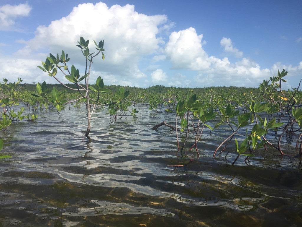 Kayaking through mangroves at Biscayne National Park