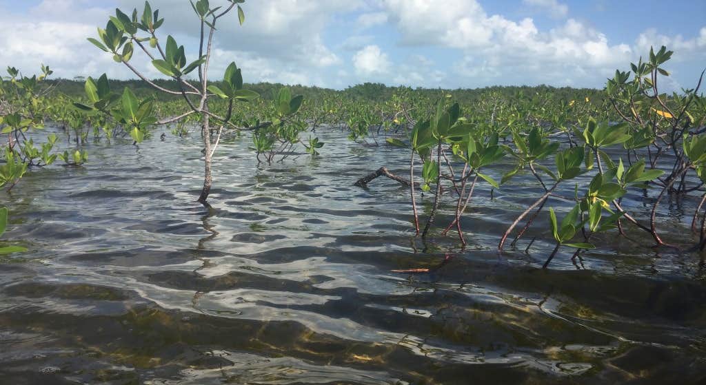 Kayaking through mangroves at Biscayne National Park near Larry and Penny Thompson Park