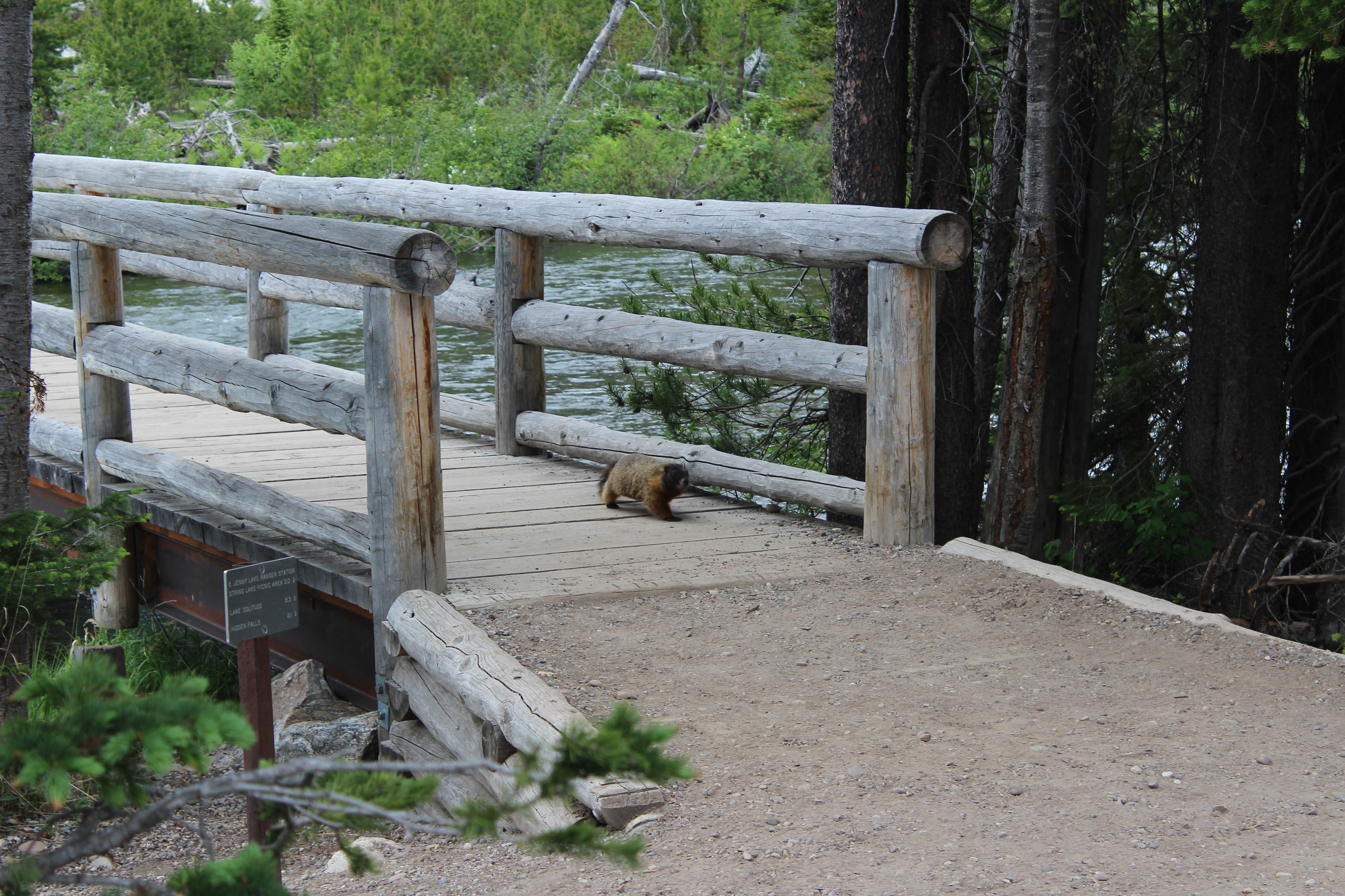 Camper submitted image from Colter Bay RV Park at Colter Bay Village — Grand Teton National Park - 4