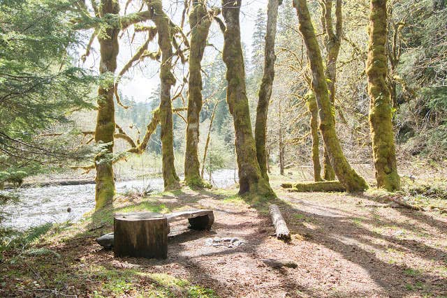 Camper-submitted photo at Camp Pleasant — Olympic National Park near Lilliwaup, WA
