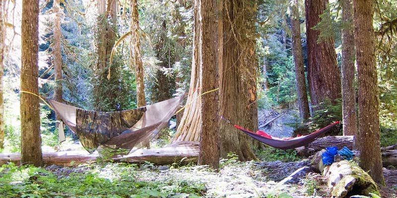 Camper submitted image from Camp Pleasant — Olympic National Park