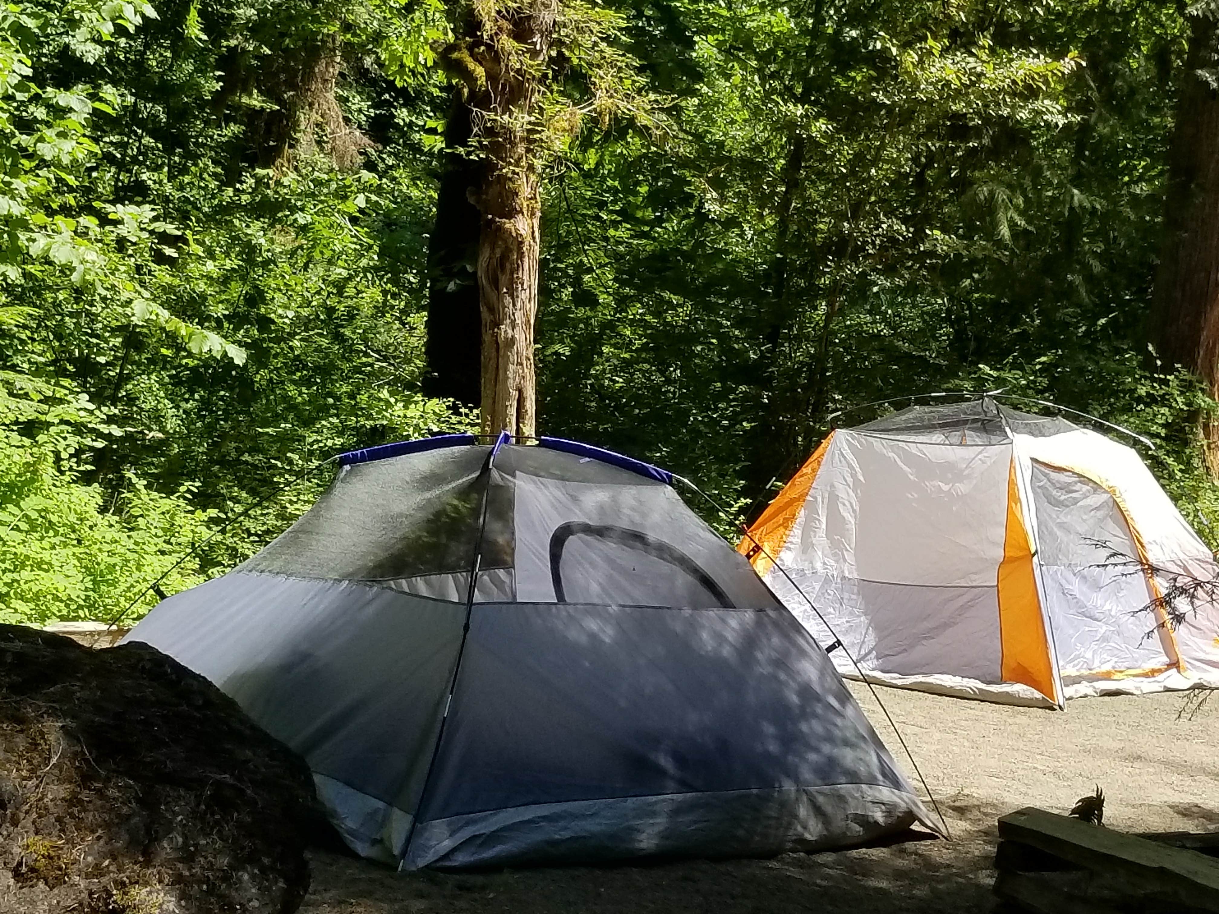 Camper submitted image from Cavitt Creek Falls - 2