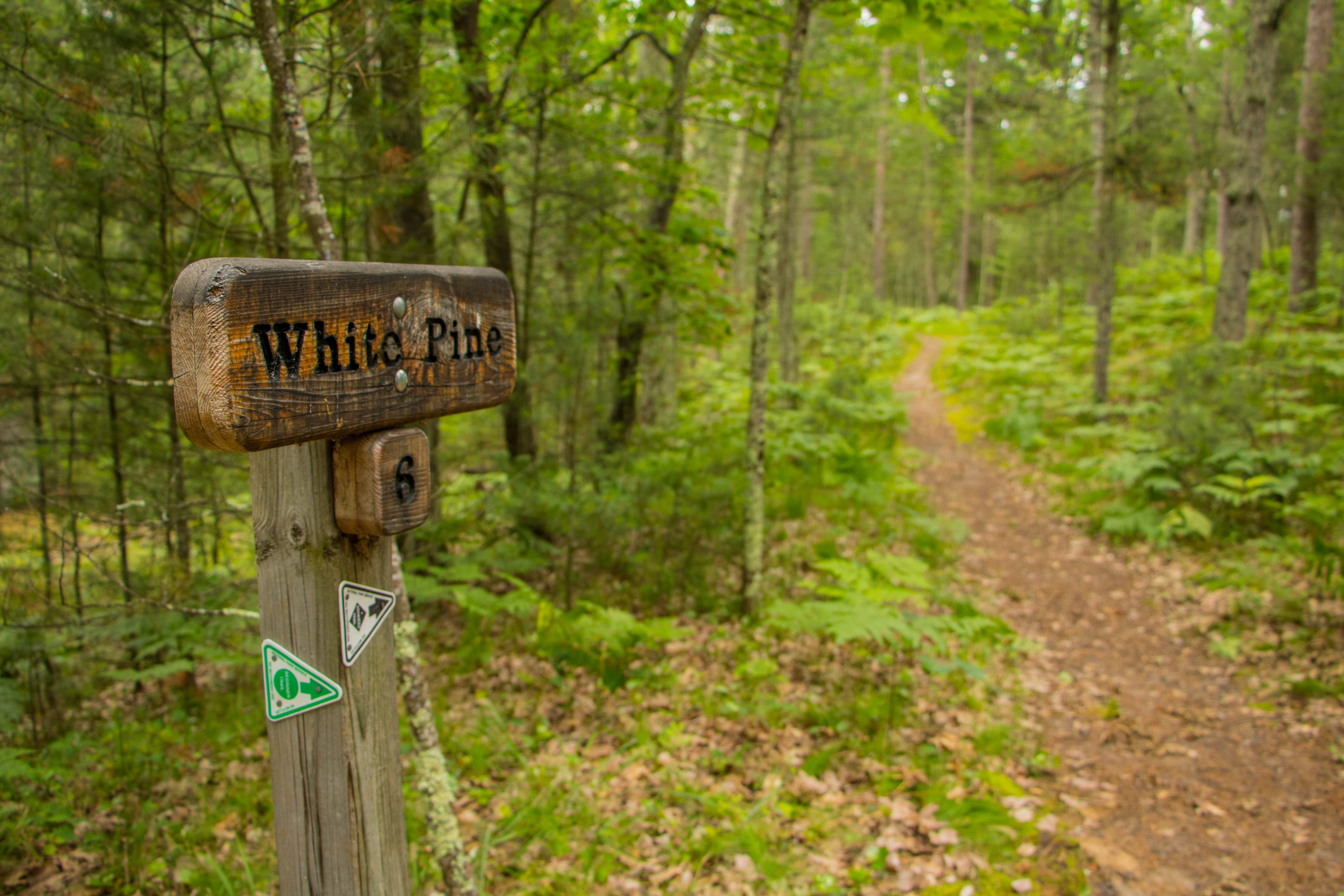 Camper submitted image from White Pine Backcountry Camp — Sleeping Bear Dunes National Lakeshore - 4