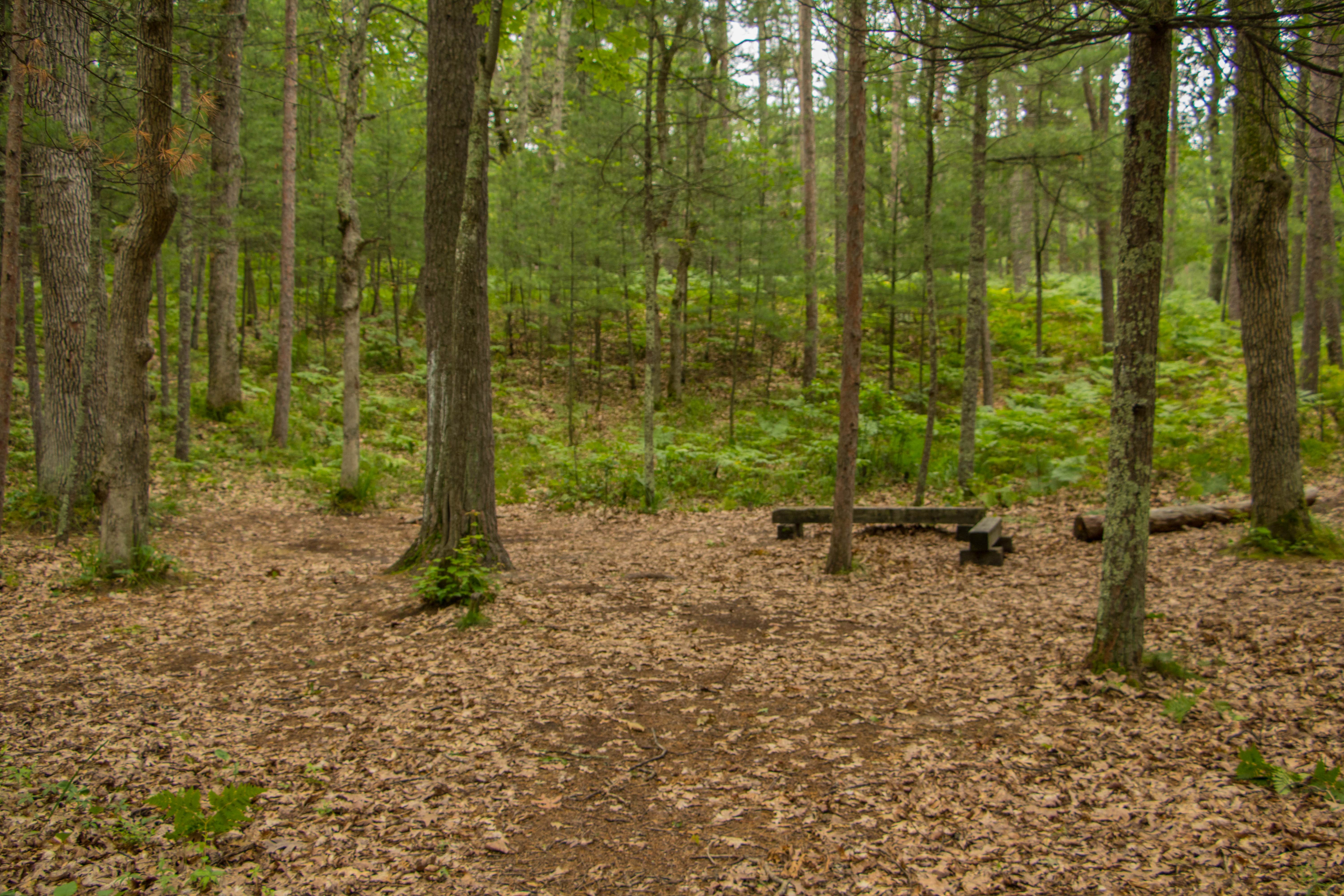 Typical campsite with some benches for sitting.   No tent pads, but lots of space for many small tents.   The only campfire pit is the one for group cooking.