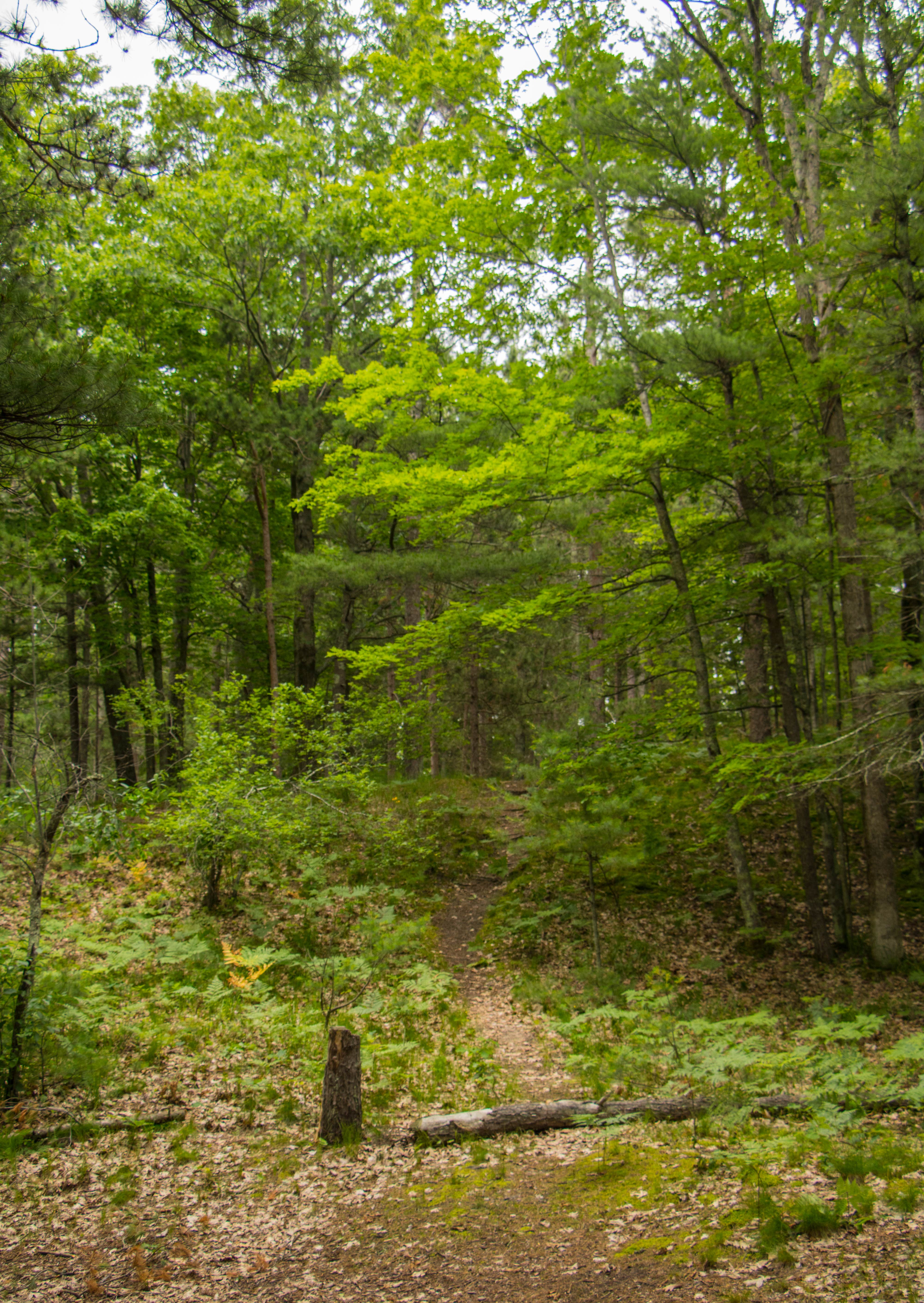Camper-submitted photo at White Pine Backcountry Camp — Sleeping Bear Dunes National Lakeshore near Maple City, MI