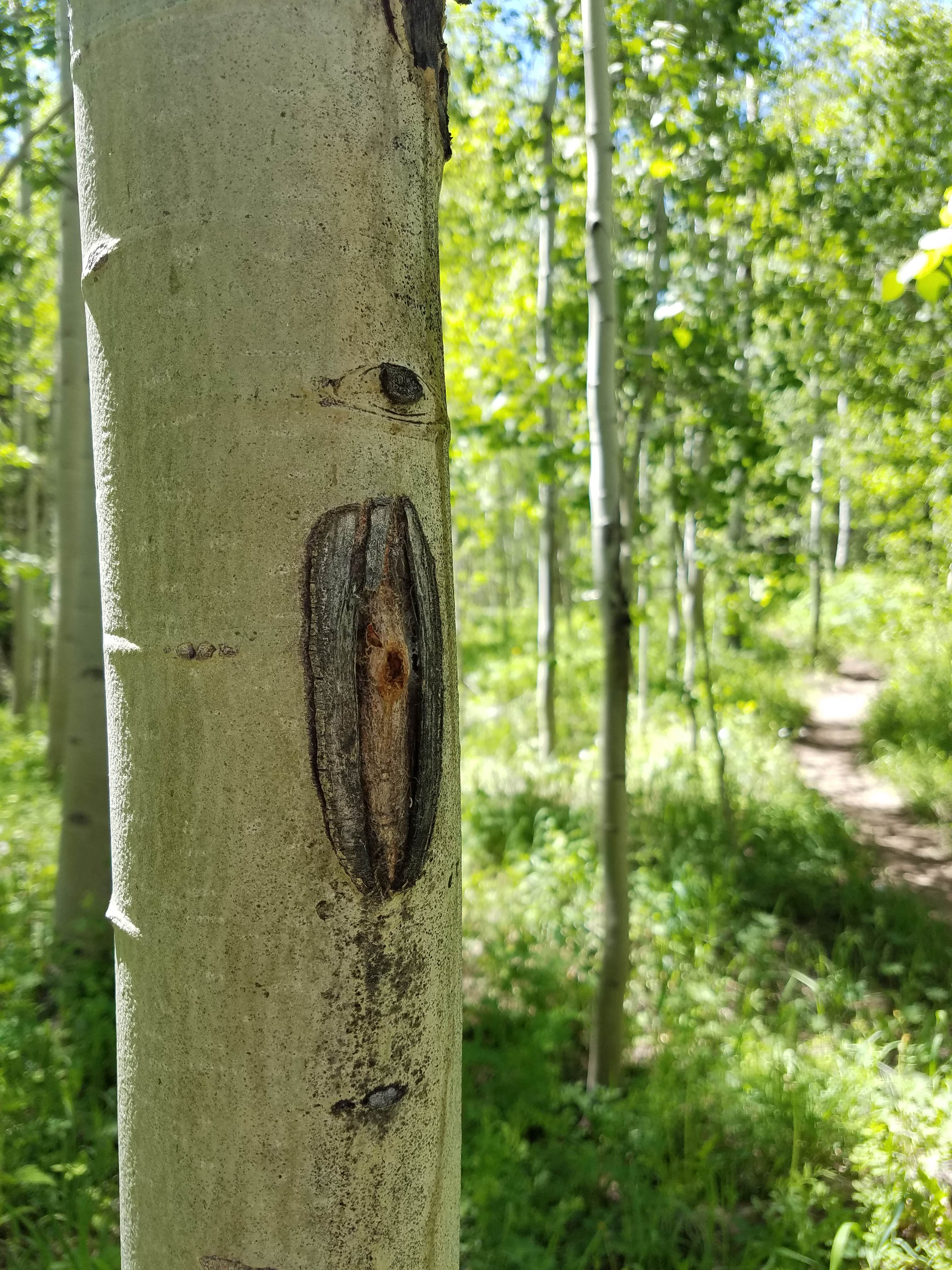 Camper-submitted photo at Cataract Creek Campground near Vail, CO
