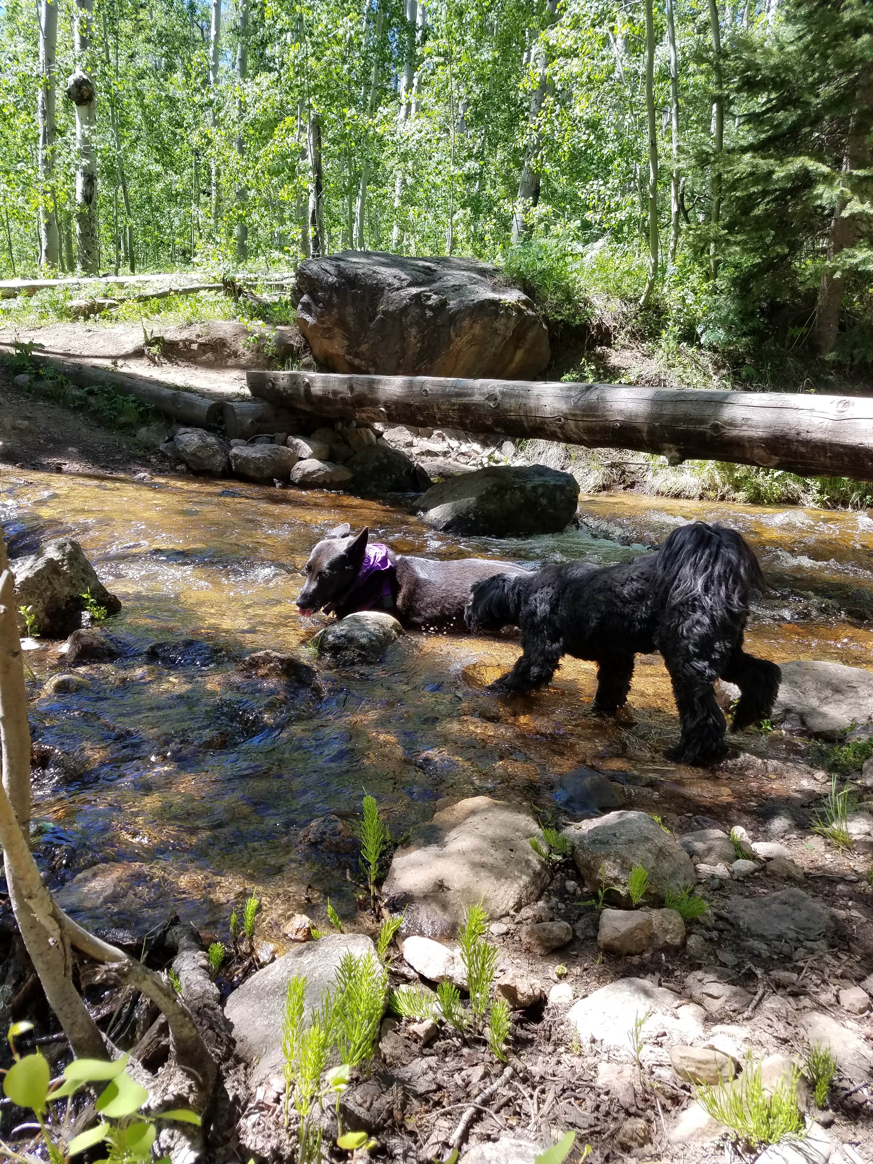 Camper submitted image from Cataract Creek Campground - 3
