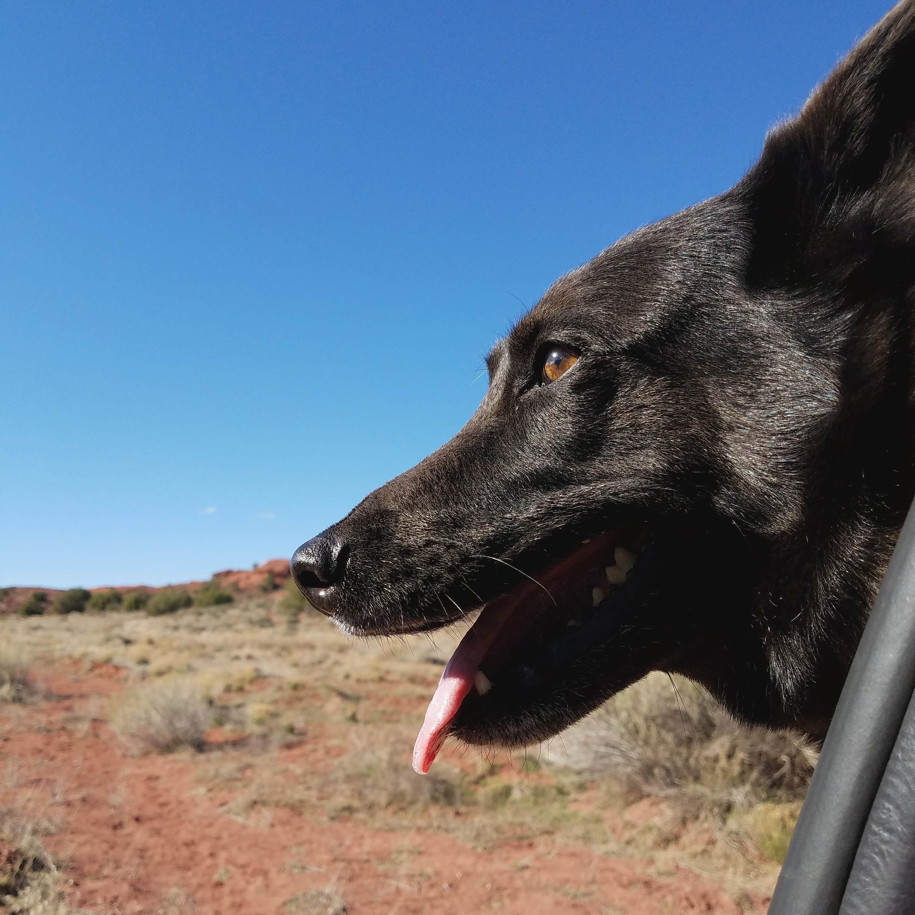 Mikaela R.'s photo of camping with pets at Fisher Towers Campground in Utah