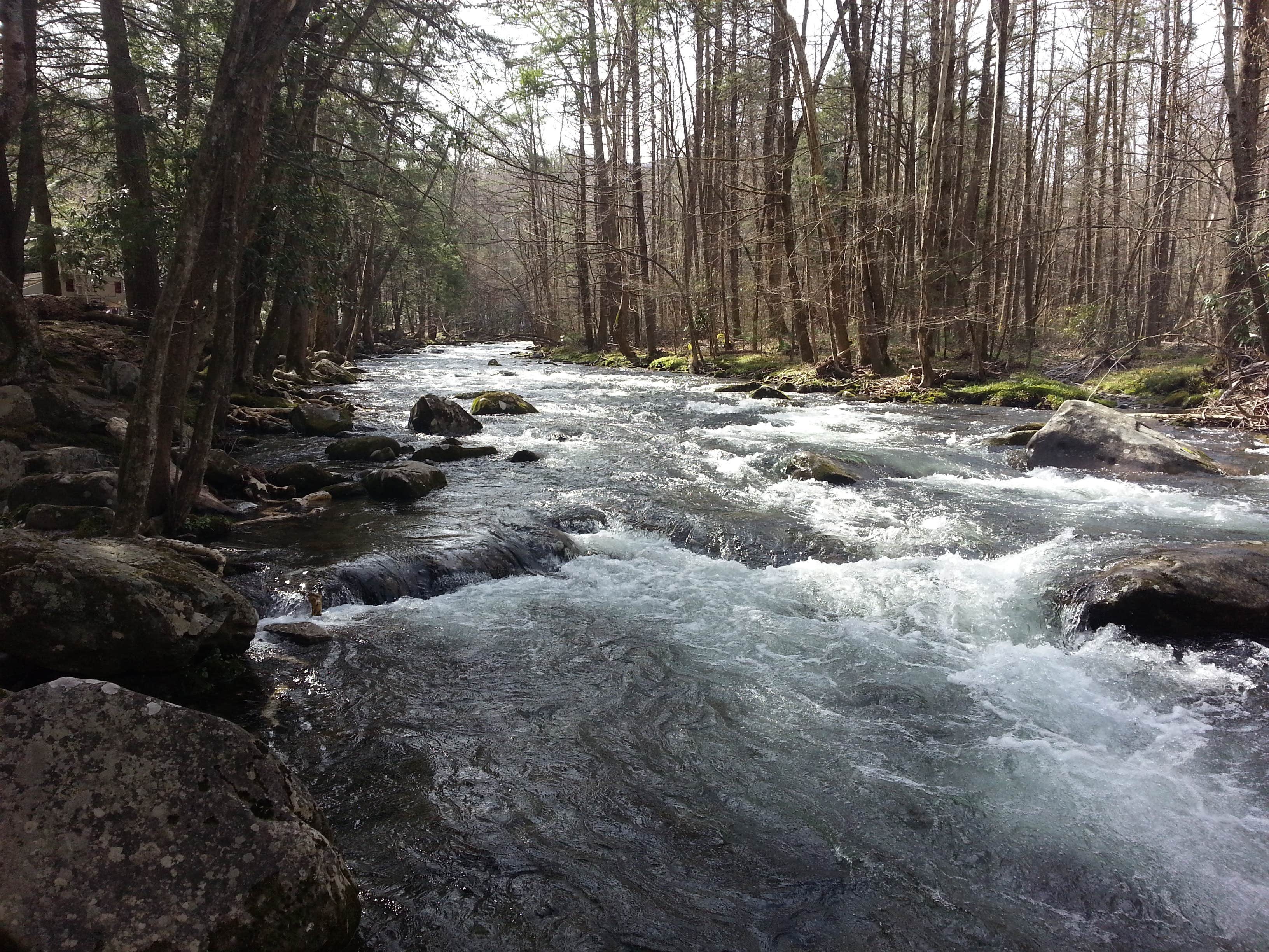 Camper submitted image from Elkmont Campground — Great Smoky Mountains National Park - 3