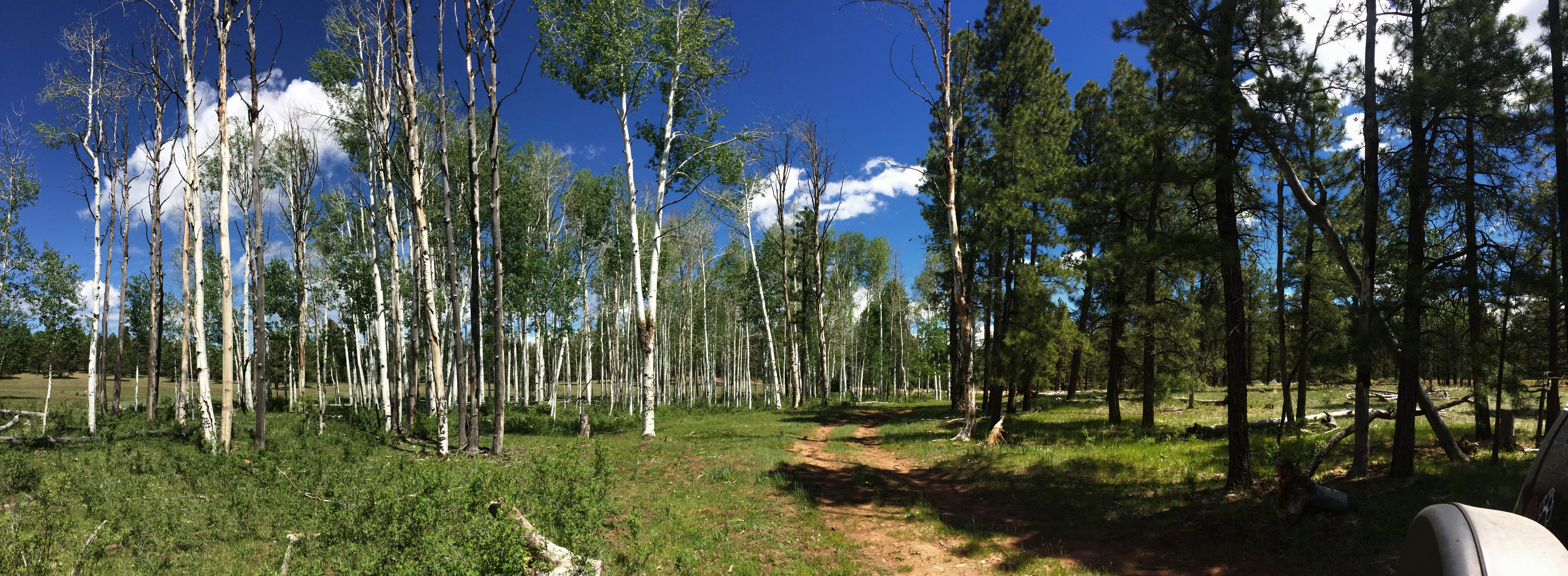 Camper-submitted photo at Quaking Aspen Campground near Rehoboth, NM