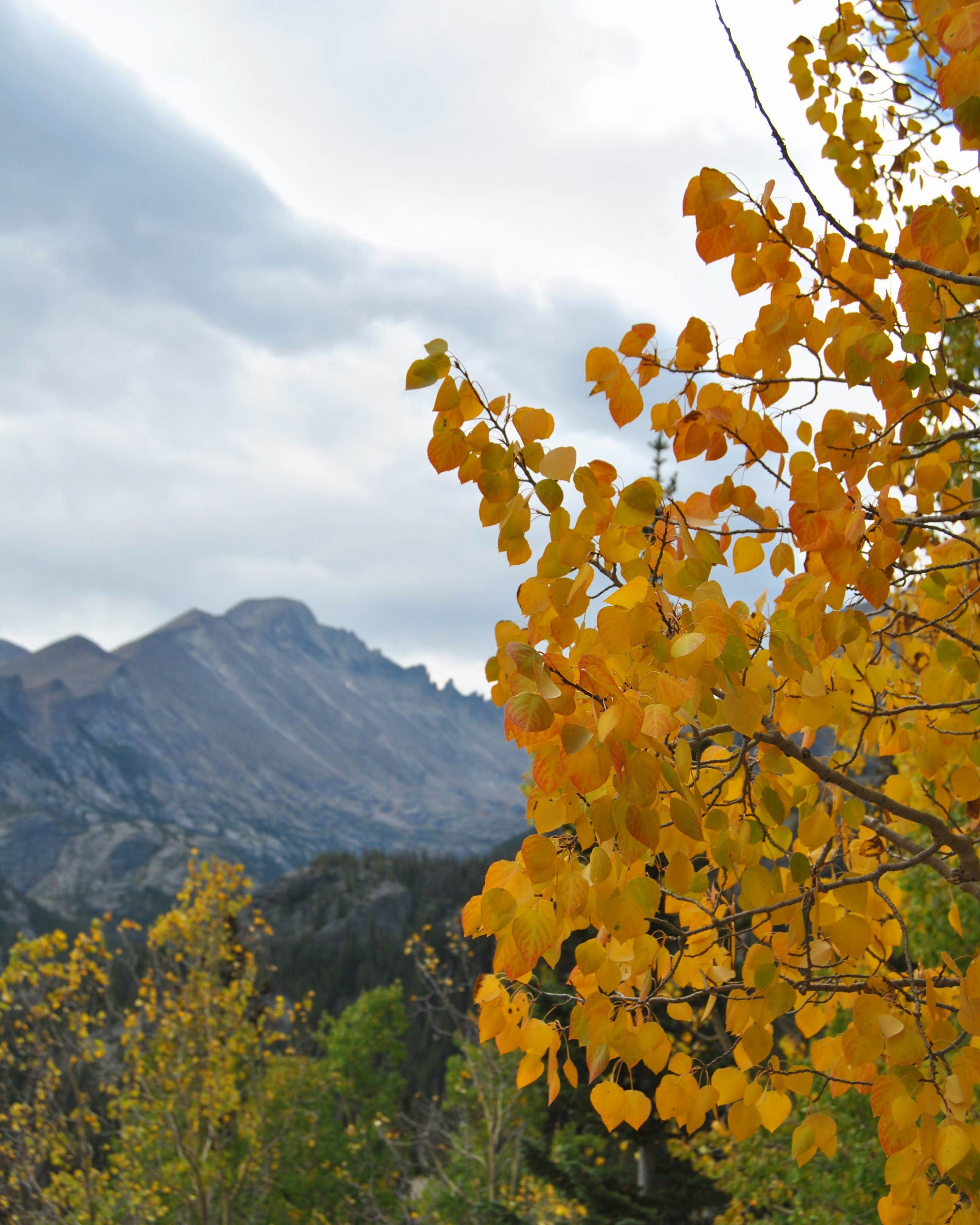 Camper-submitted photo at Castle Creek Campground near Snowmass Village, CO