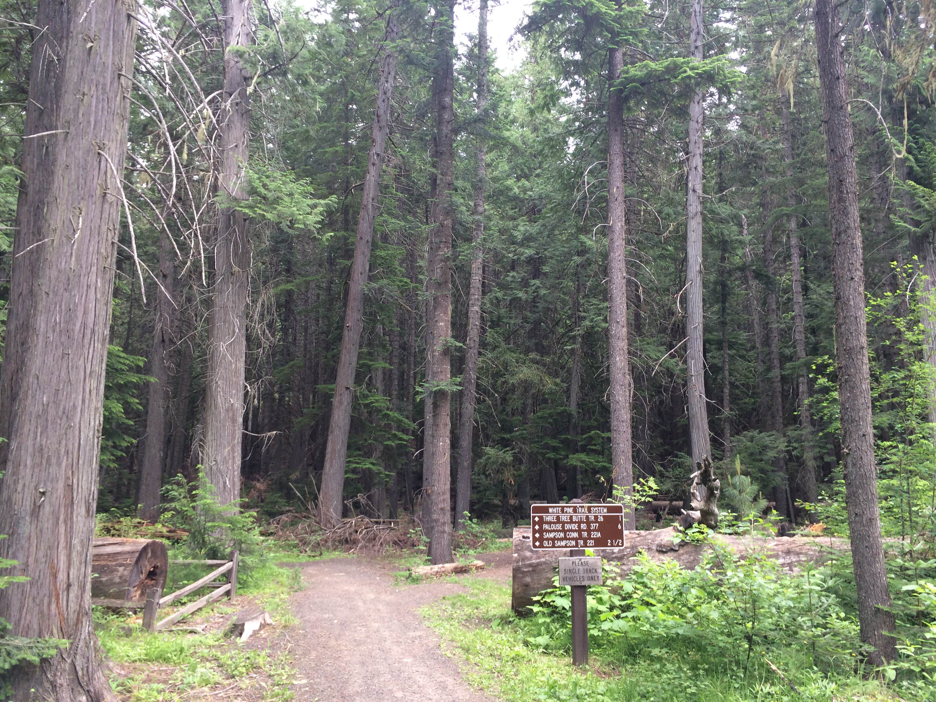 Camper-submitted photo at Giant White Pine Campground near Moscow, ID