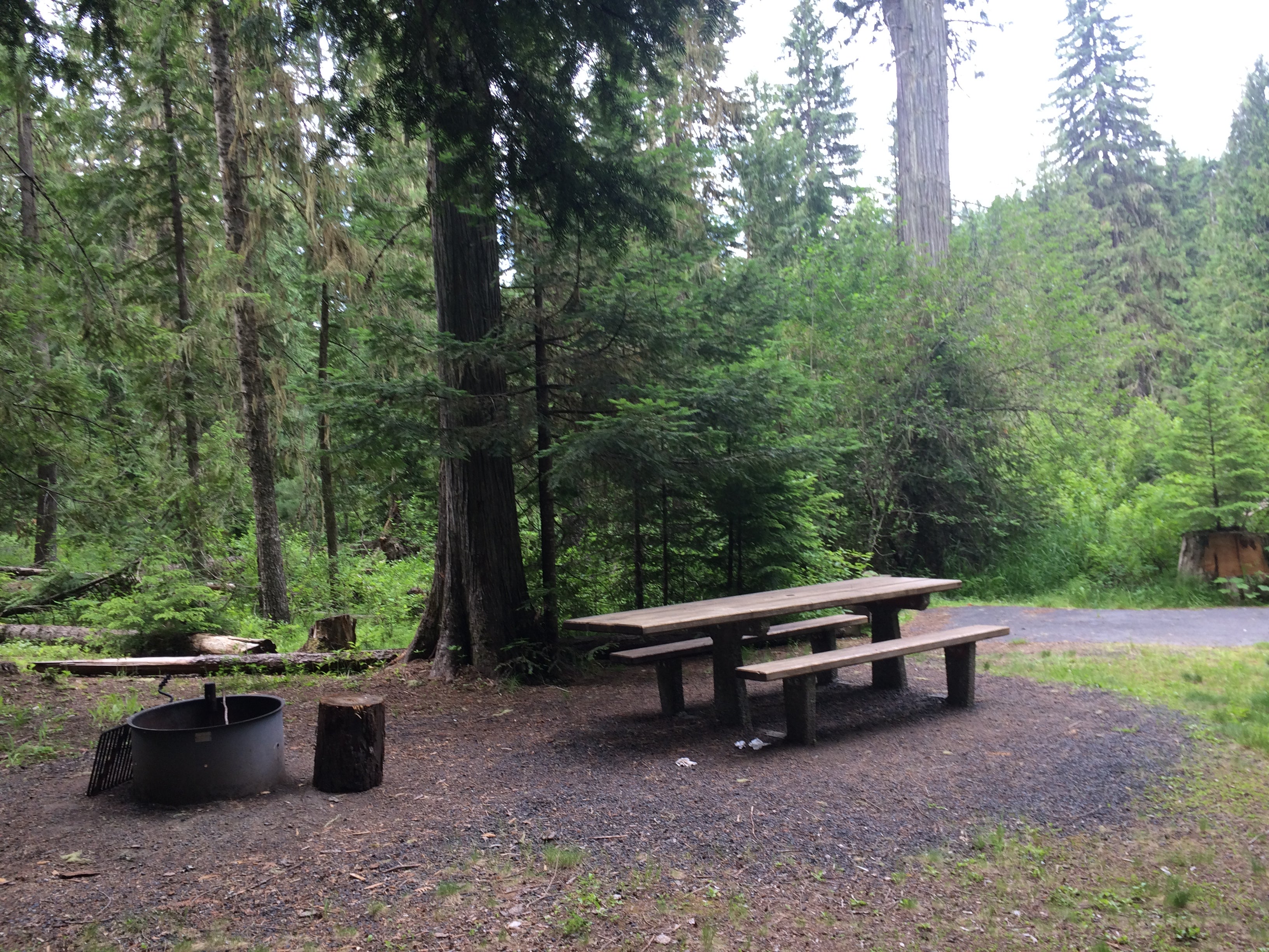 Beautiful and fragrant sites. The campground was very clean; would've been perfect if a little quieter. Maybe the logging traffic is only during the day. If so, it could be highly recommended.