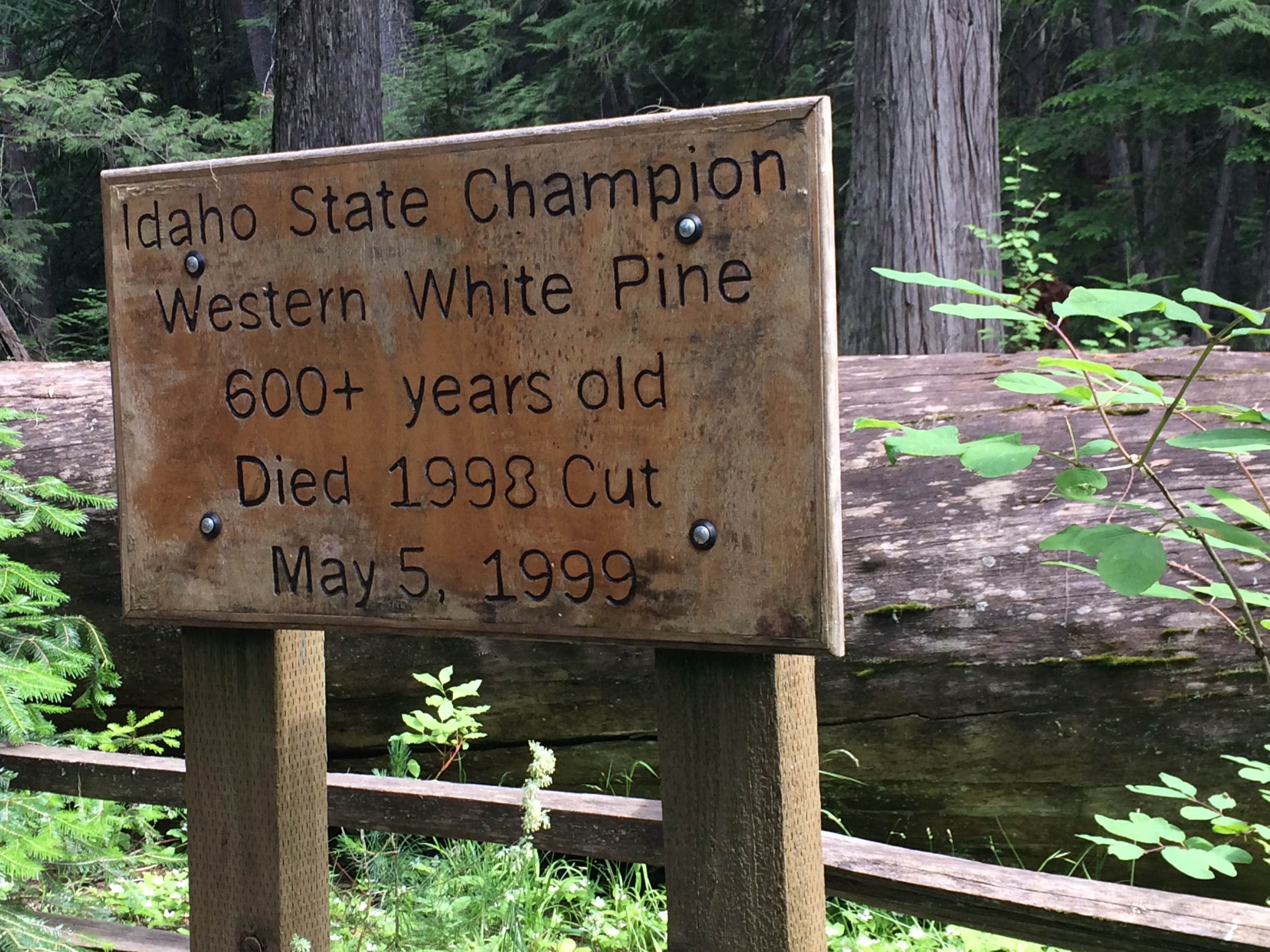 Camper-submitted photo at Giant White Pine Campground near Santa, ID