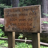 Review photo of Giant White Pine Campground by Gretchen B., July 1, 2017
