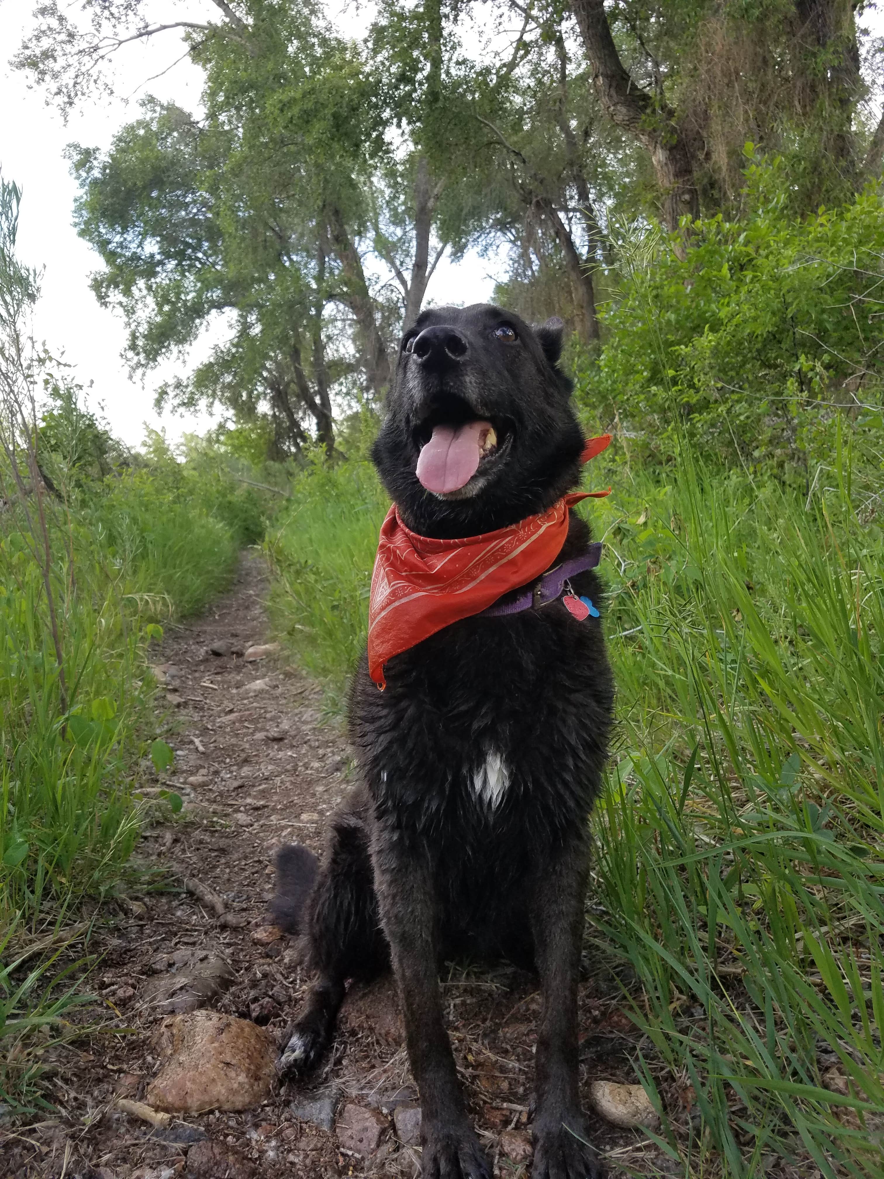 Mikaela R.'s photo of camping with pets at Chatfield State Park Campground near Twin Lakes, CO