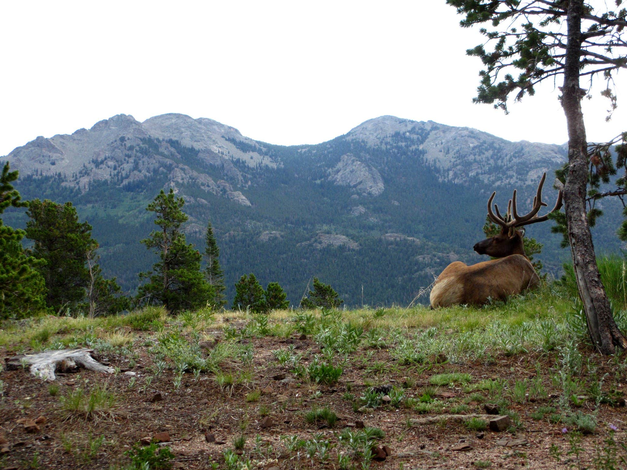 Camper submitted image from Longs Peak Campground — Rocky Mountain National Park - 4