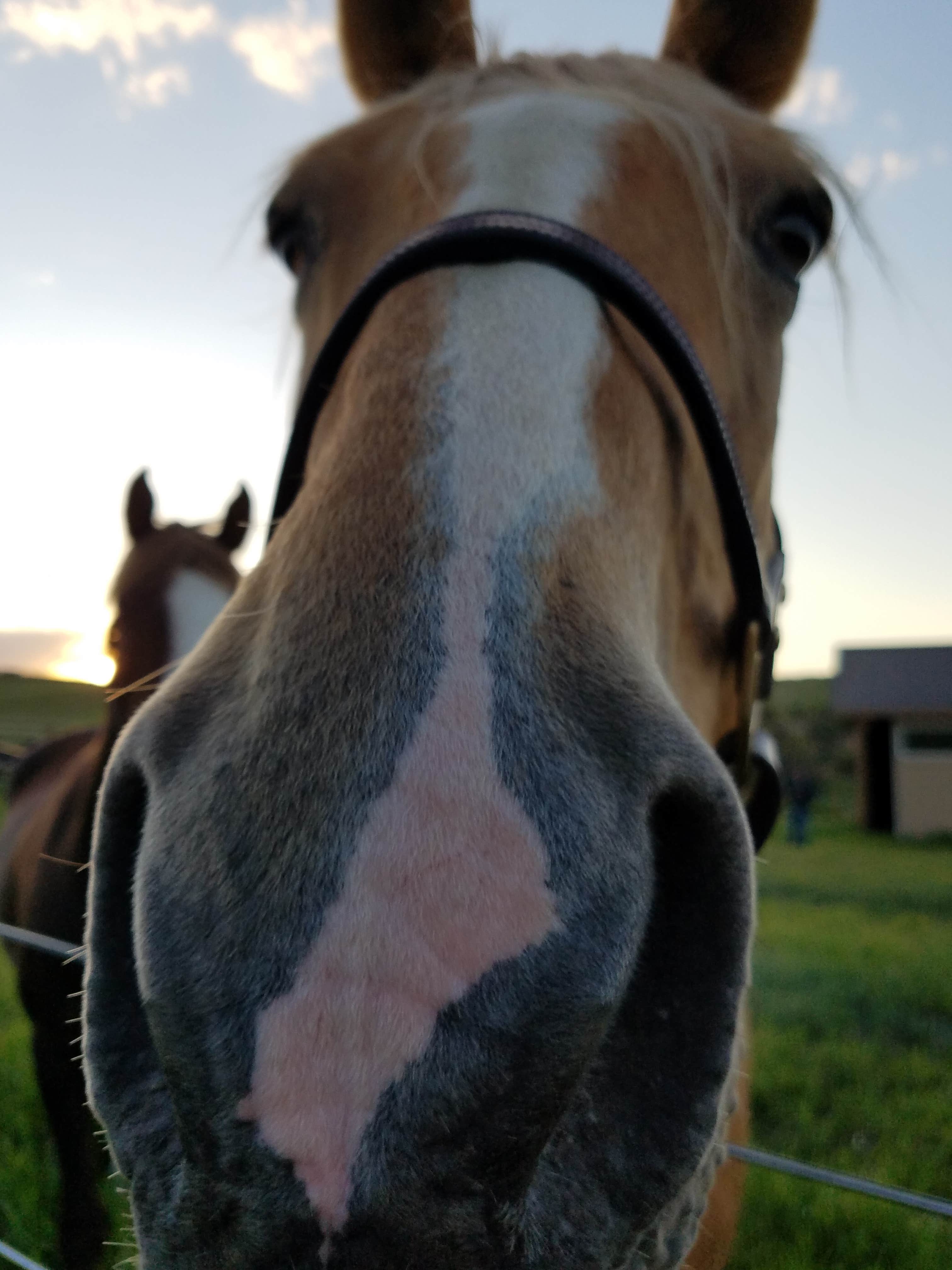 Mikaela R.'s photo of camping with a horse at Indian Creek Equestrian Campground near Guffey, CO