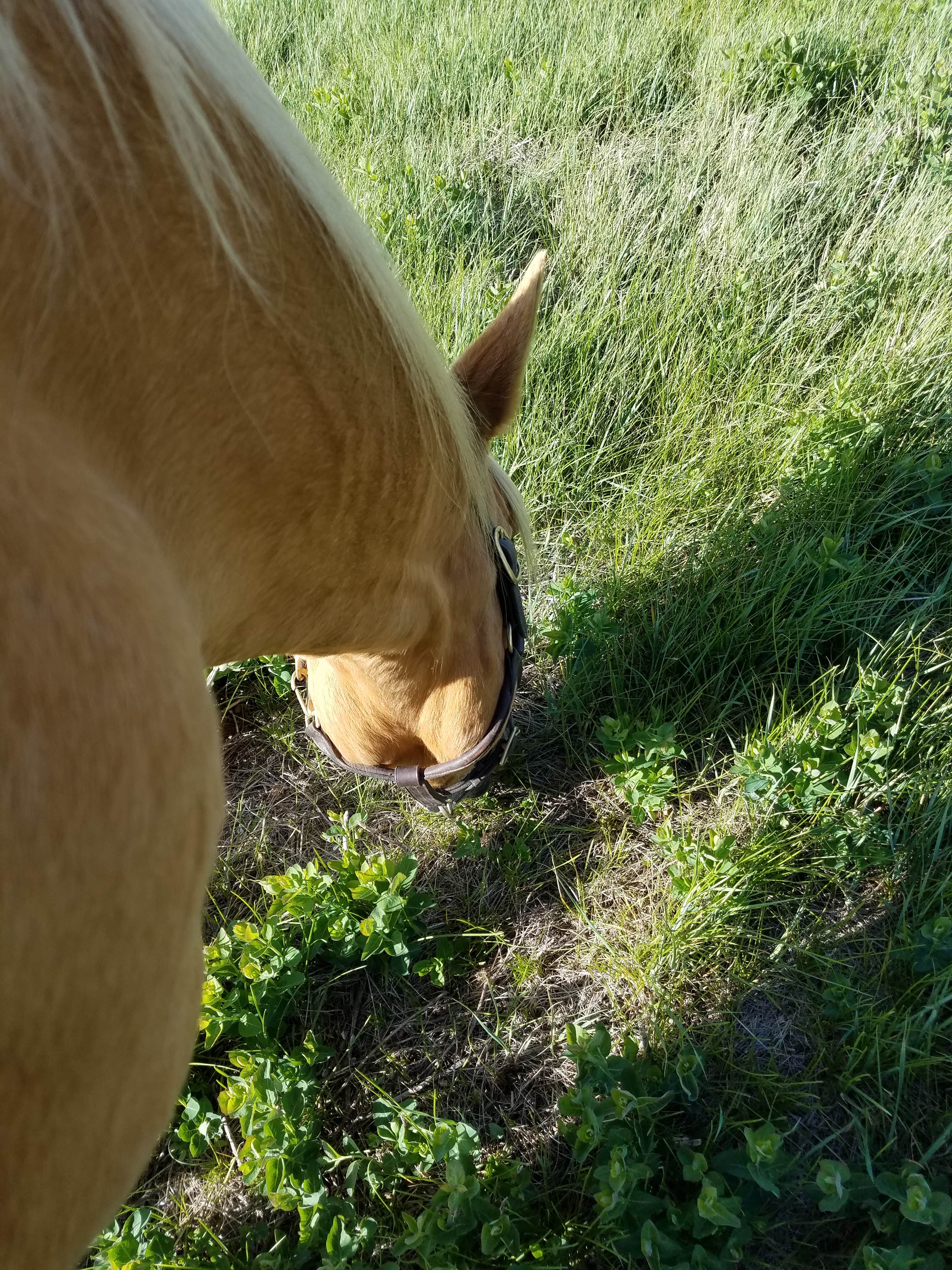Mikaela R.'s photo of camping with a horse at Indian Creek Equestrian Campground near Boulder, CO