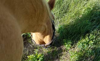 Mikaela R.'s photo of camping with a horse at Indian Creek Equestrian Campground near Littleton, CO