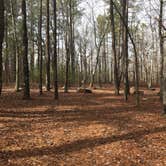 Review photo of Turnipseed Campground by Asher K., July 1, 2017