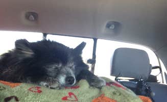 Shelly S.'s photo of camping with pets at Thousand Trails Diamond Caverns RV & Golf Resort near Mammoth Cave, KY