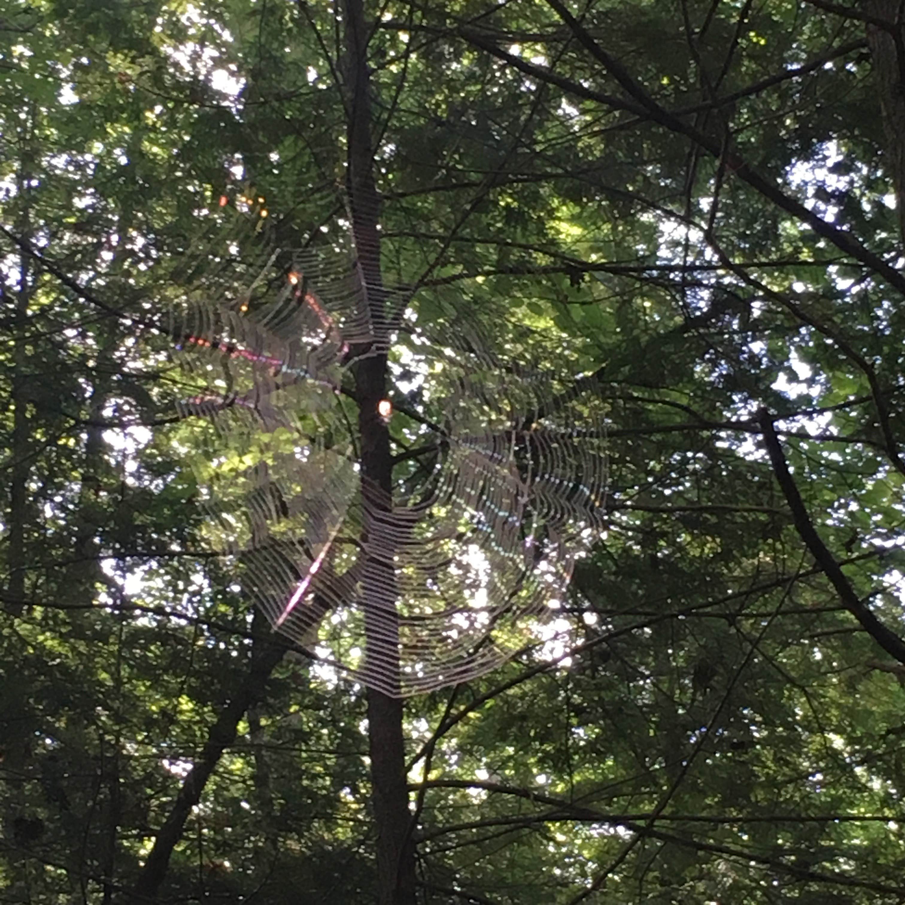 Camper-submitted photo at McDougle Hunt Camp near Hartselle, AL