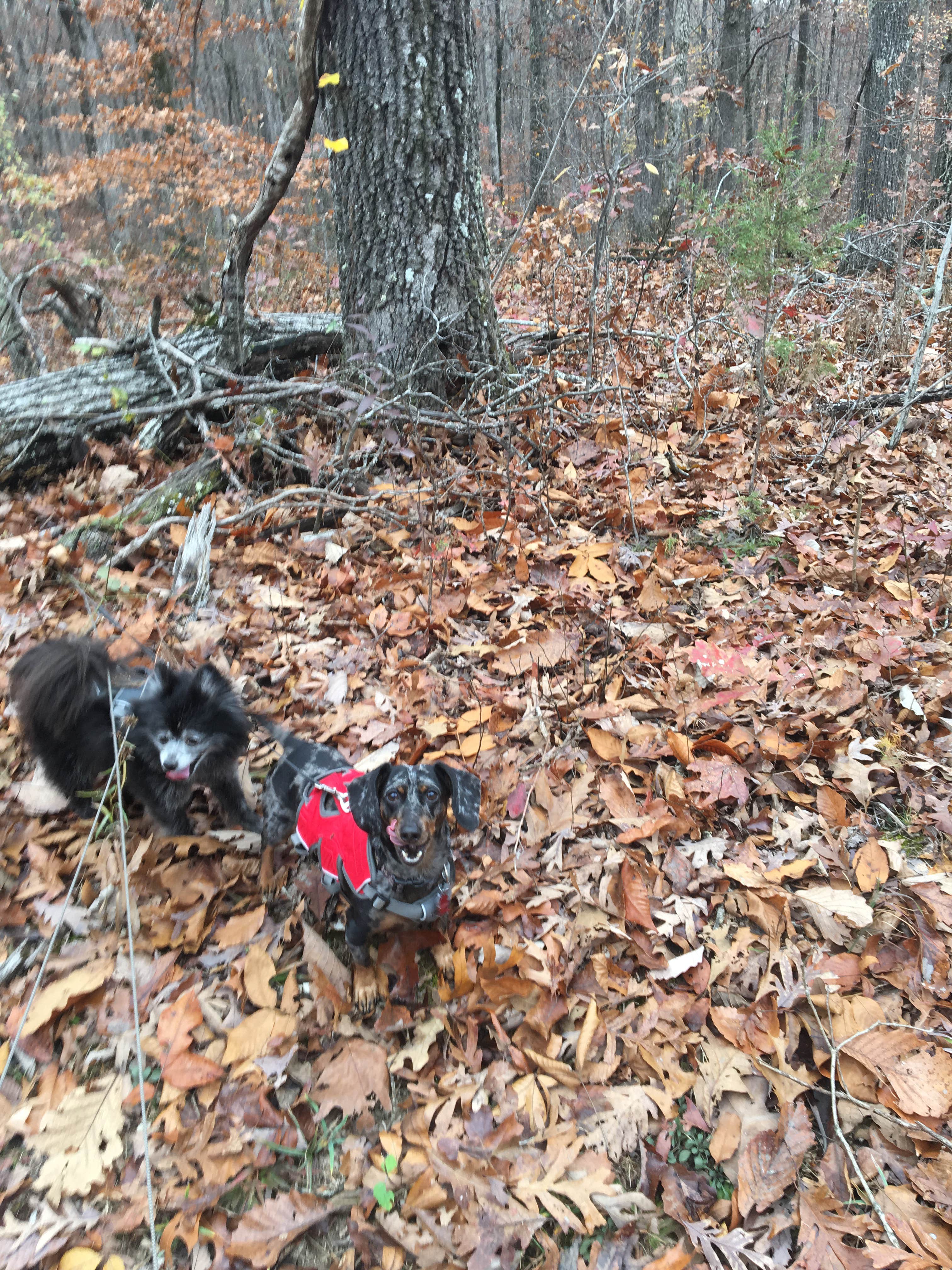 Shelly S.'s photo of camping with pets at Lake Barkley State Resort Park near Madisonville, KY