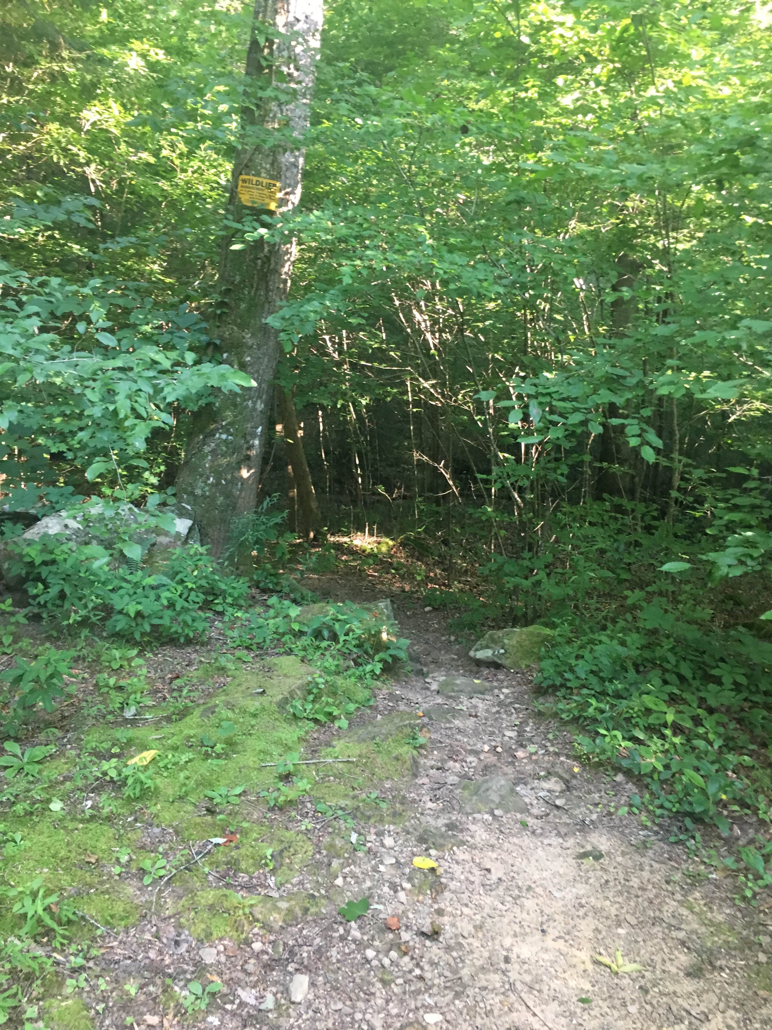 Camper submitted image from Owl Creek Horse Camp - 5
