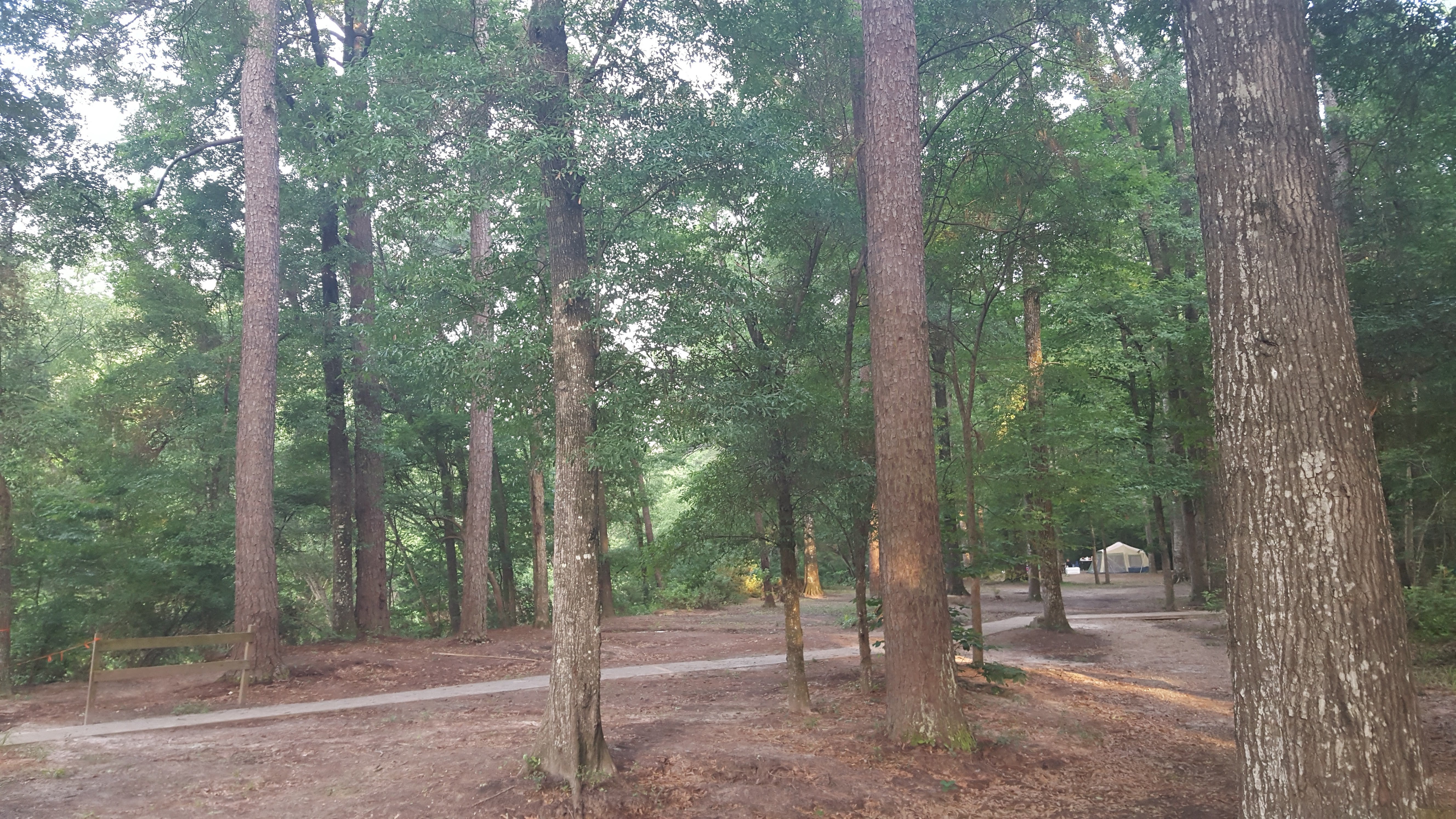 Camper submitted image from Kisatchie Bayou Complex - 2
