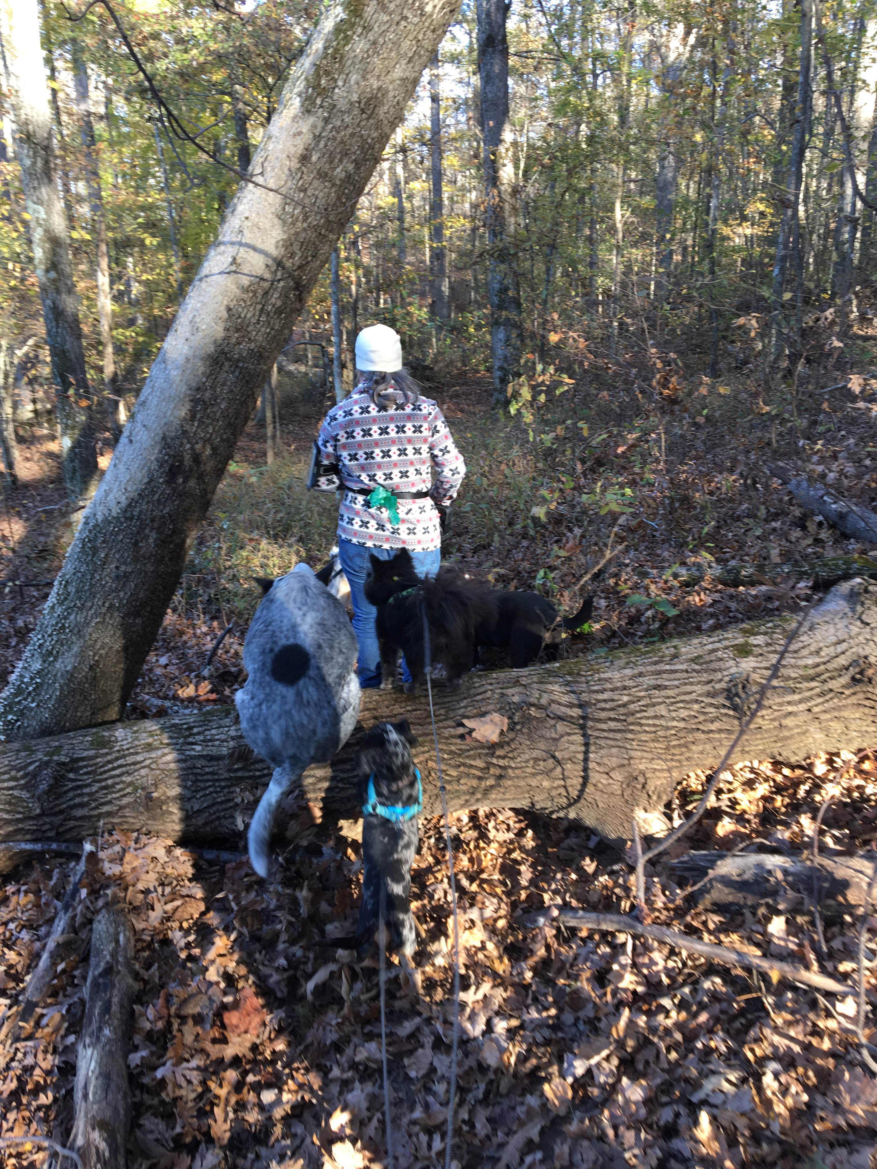 Camper-submitted photo at Bacon Creek near Barkley Lake
