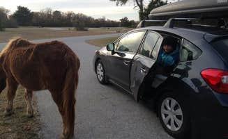 Sarah C.'s photo of camping with a horse at Bayside Assateague Campground — Assateague Island National Seashore near Onancock, VA