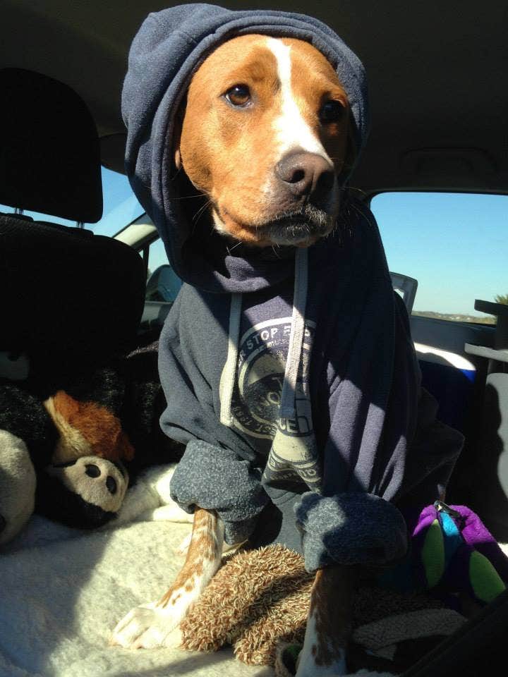 Sarah C.'s photo of camping with pets at Bayside Assateague Campground — Assateague Island National Seashore near Ocean Pines, MD