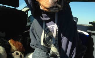 Sarah C.'s photo of camping with pets at Bayside Assateague Campground — Assateague Island National Seashore near Bloxom, VA
