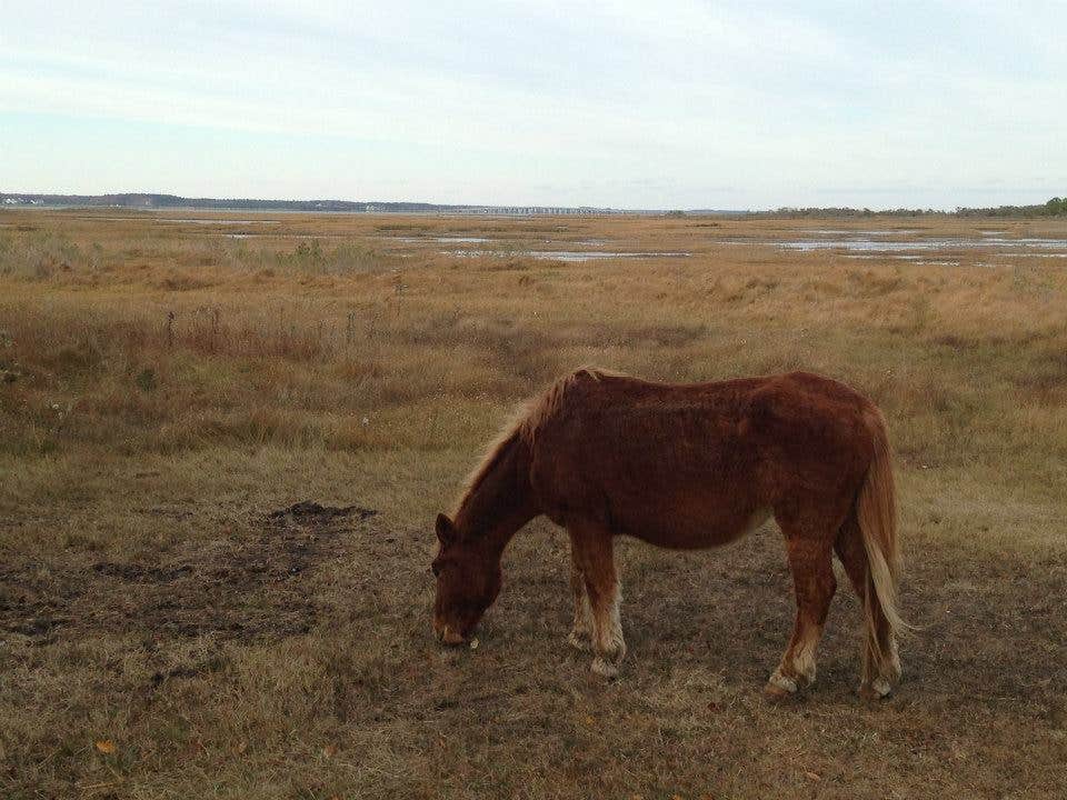 Sarah C.'s photo of camping with a horse at Bayside Assateague Campground — Assateague Island National Seashore near Ocean View, DE