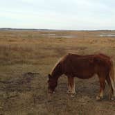 Review photo of Bayside Assateague Campground — Assateague Island National Seashore by Sarah C., July 2, 2017