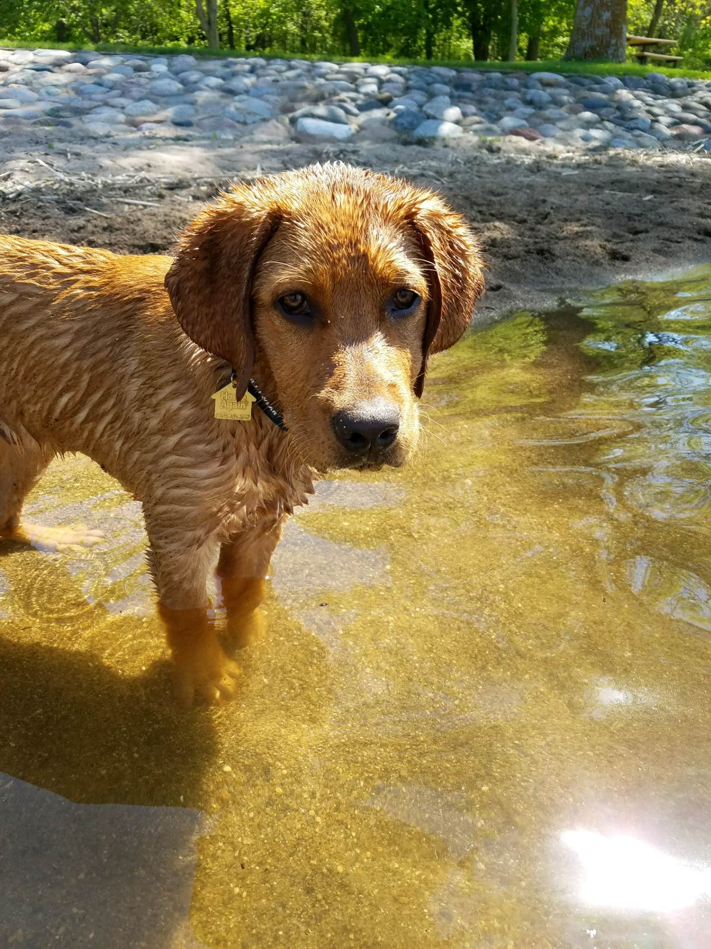 Melissa H.'s photo of camping with pets at Baker Campground - Baker Park Reserve near Rockford, MN