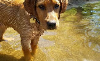 Melissa H.'s photo of camping with pets at Baker Campground - Baker Park Reserve near Apple Valley, MN