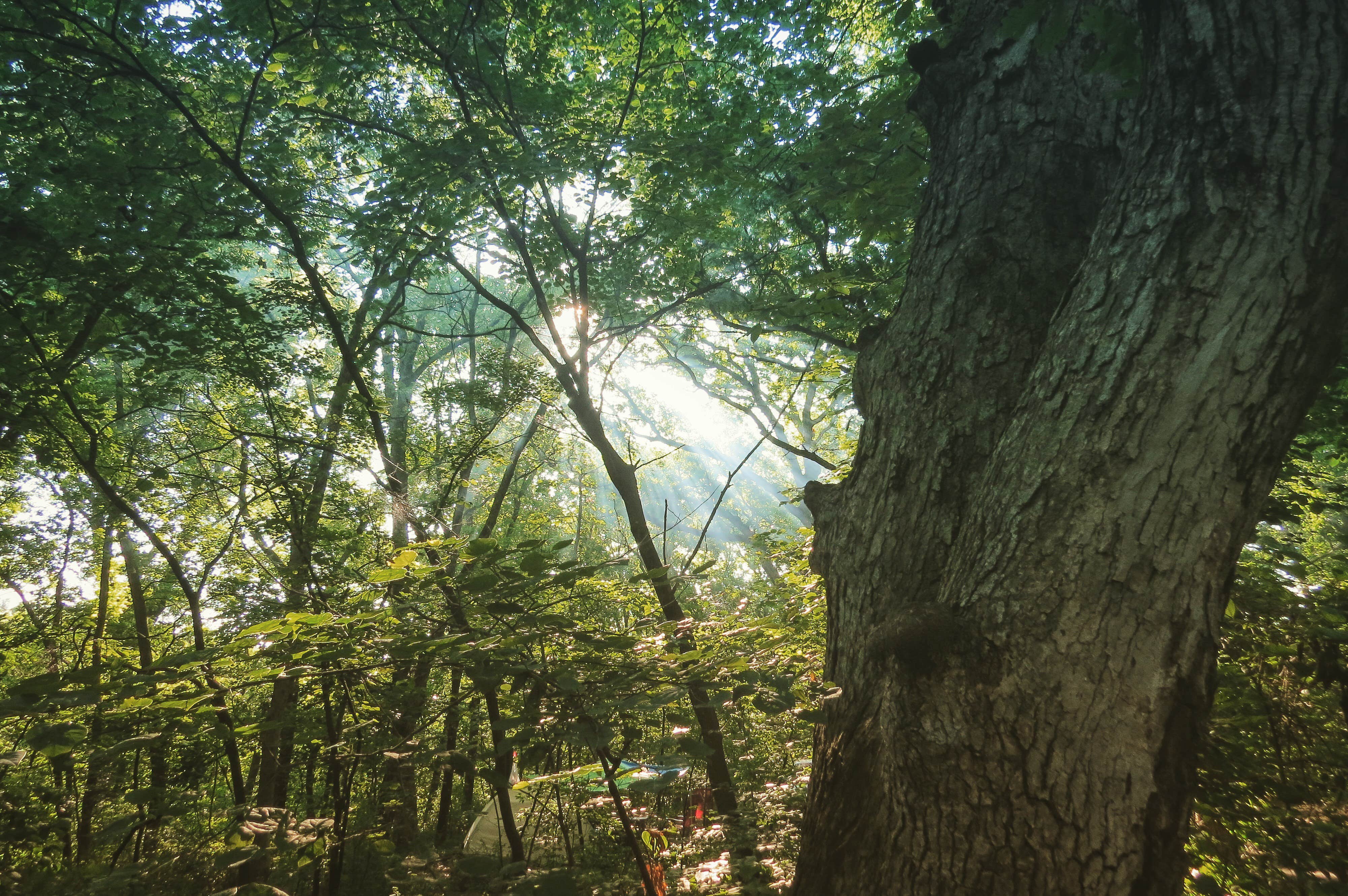 Camper-submitted photo at Wallace State Park Campground near Plattsburg, MO