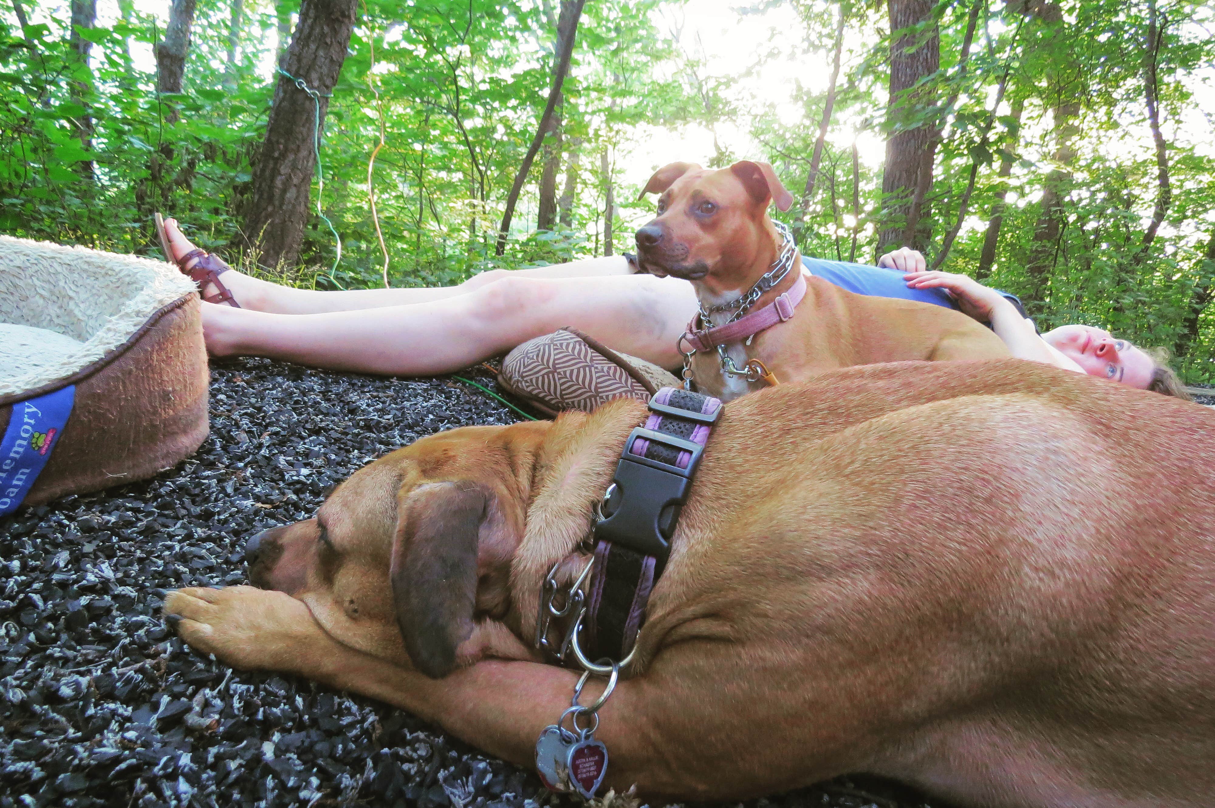 Justin S.'s photo of camping with pets at Wallace State Park Campground near Smithville, MO