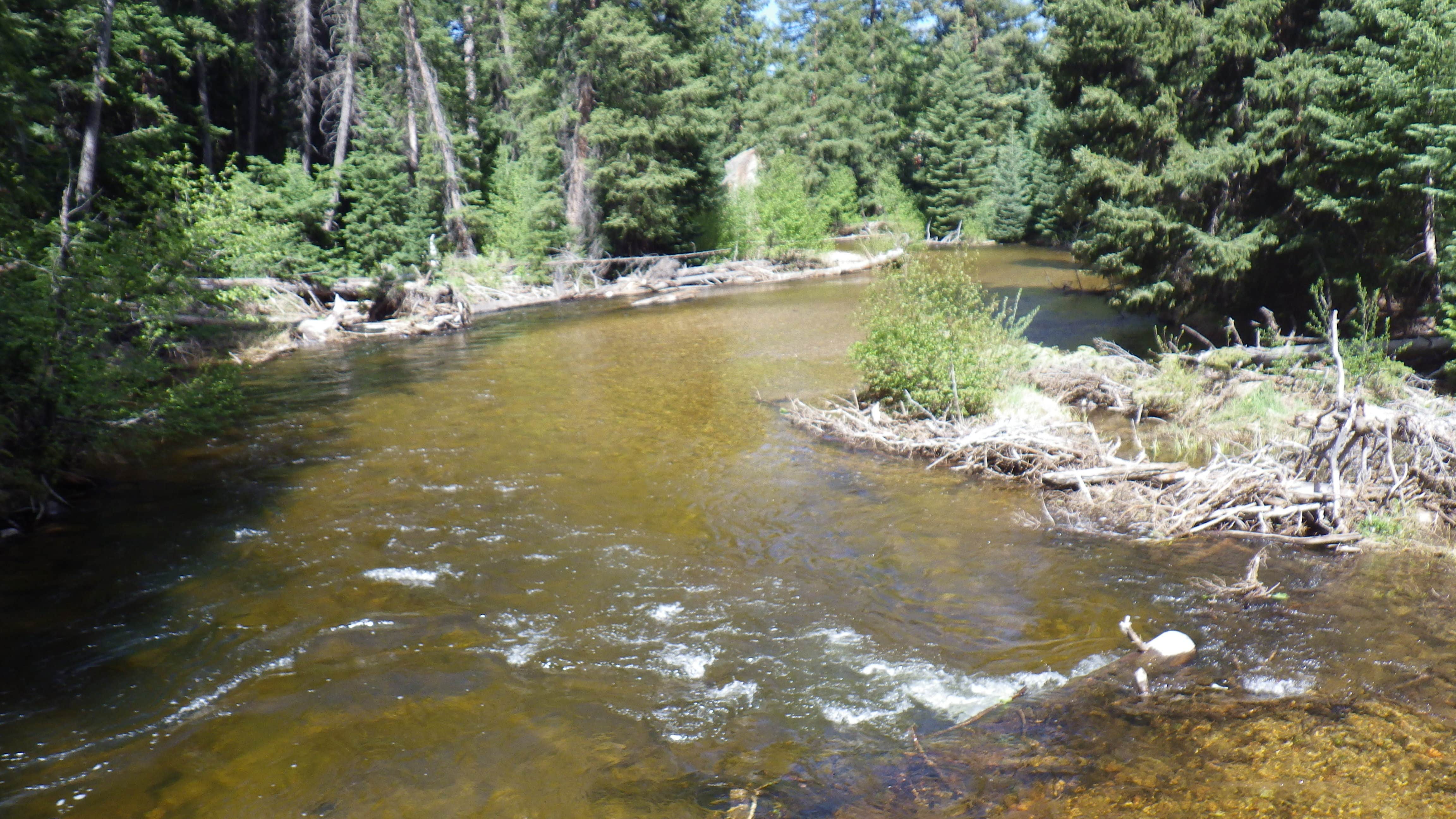 Camper-submitted photo at Weller Campground near Aspen, CO