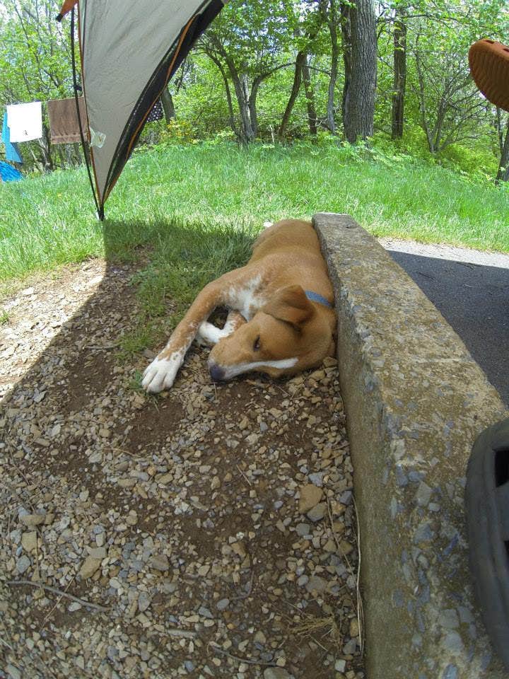 Sarah C.'s photo of camping with pets at Big Meadows Campground — Shenandoah National Park near Toms Brook, VA
