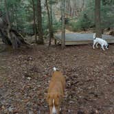 Review photo of Umbagog Lake State Park Campground by Sarah C., July 2, 2017