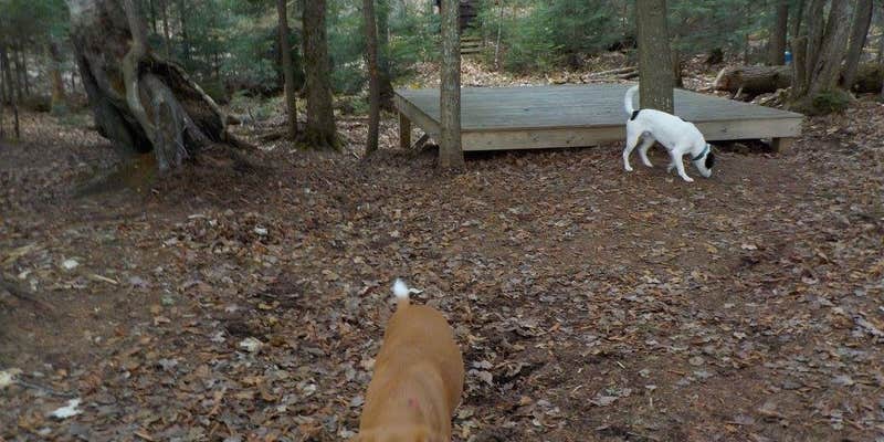 Camper submitted image from Remote Sites — Umbagog Lake State Park