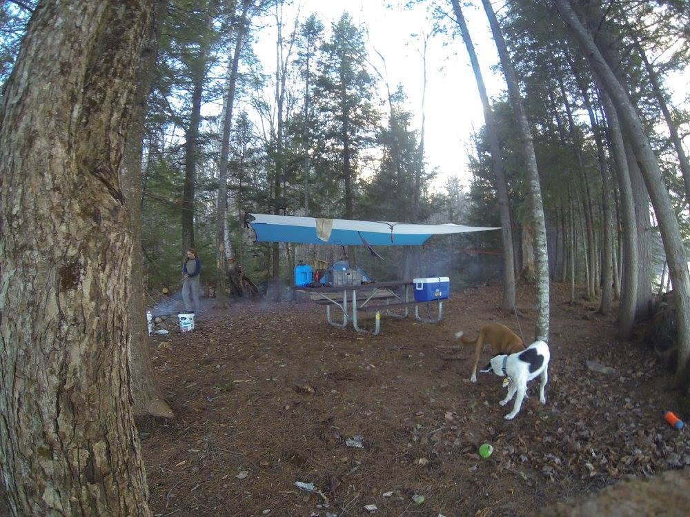 Sarah C.'s photo of camping with pets at Remote Sites — Umbagog Lake State Park near Colebrook, NH