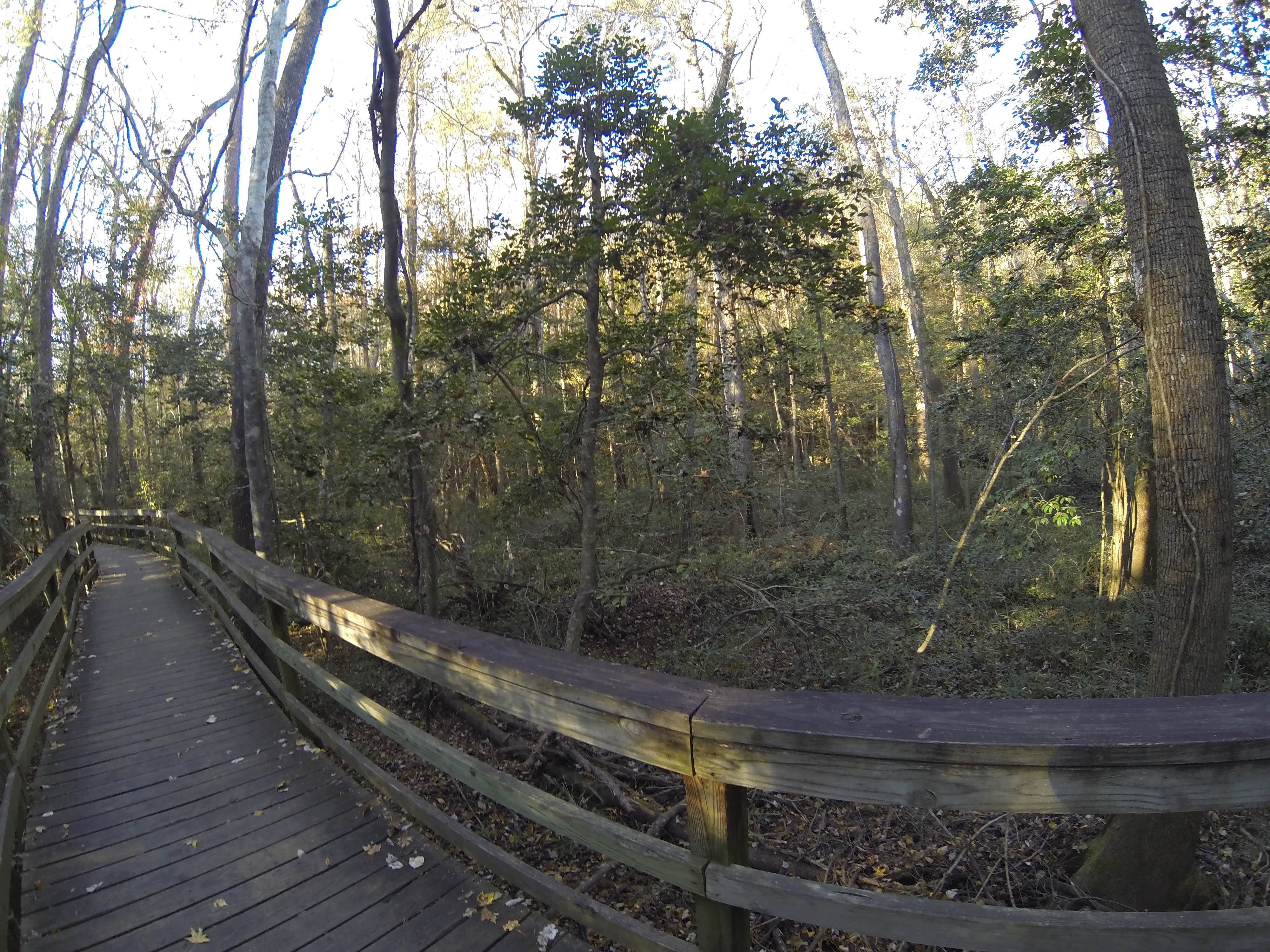 Camper submitted image from Longleaf Campground — Congaree National Park - 4