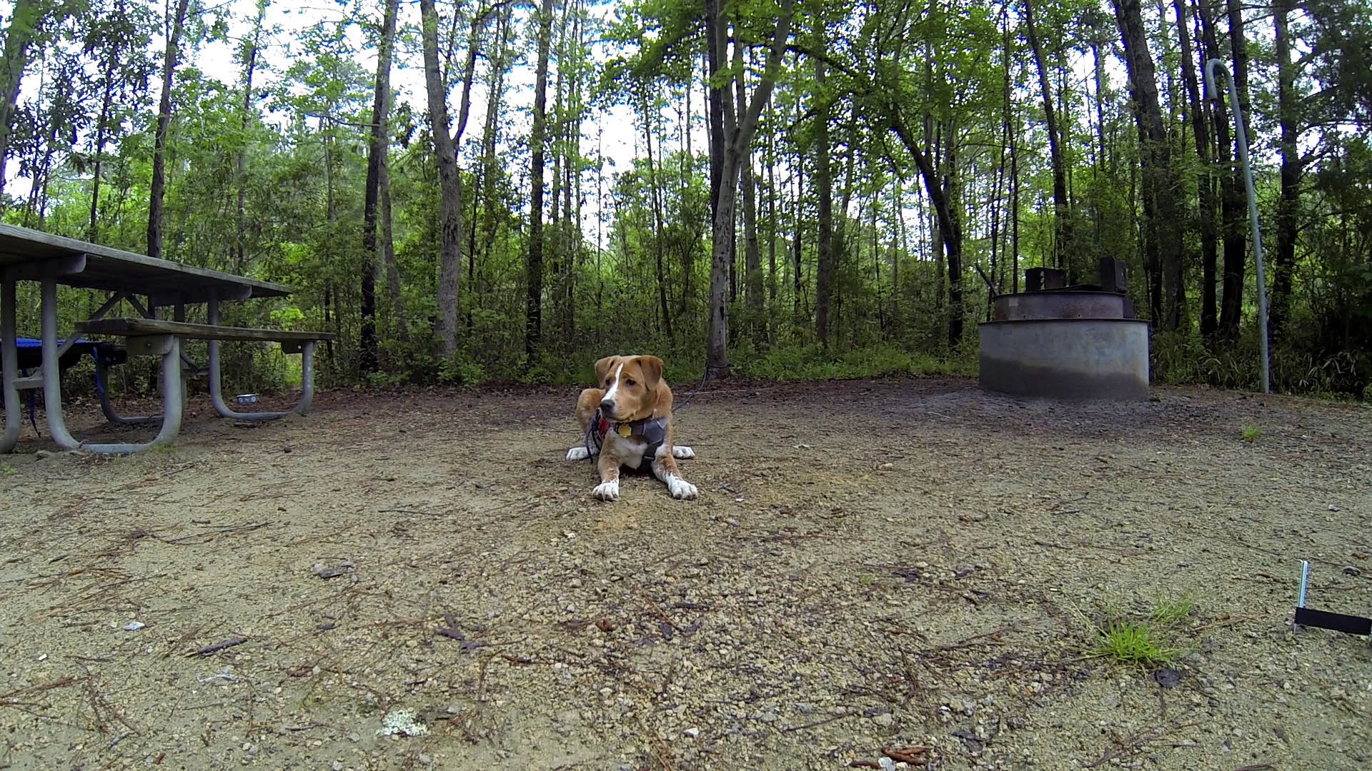 Sarah C.'s photo of camping with pets at Cedar Point Campground near Havelock, NC