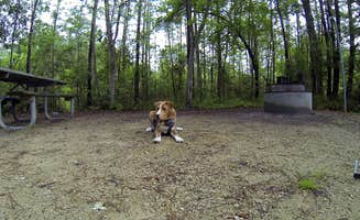 Sarah C.'s photo of camping with pets at Cedar Point Campground near Hampstead, NC